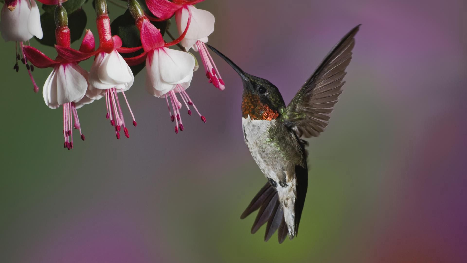 Download mobile wallpaper Animals, Beak, Bird, Flight, Flower, Humming Birds for free.