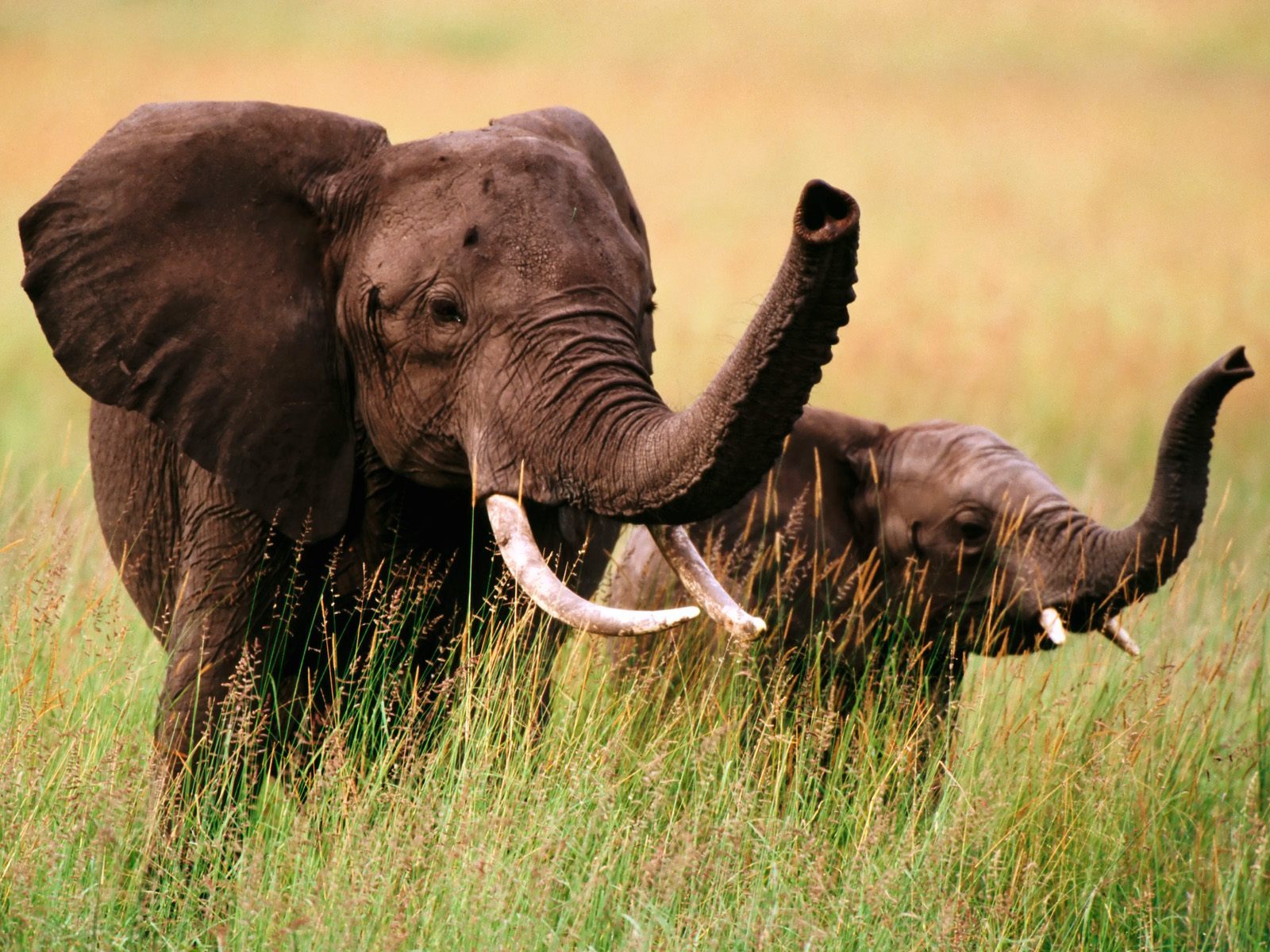 Скачати мобільні шпалери Тварини, Слони безкоштовно.