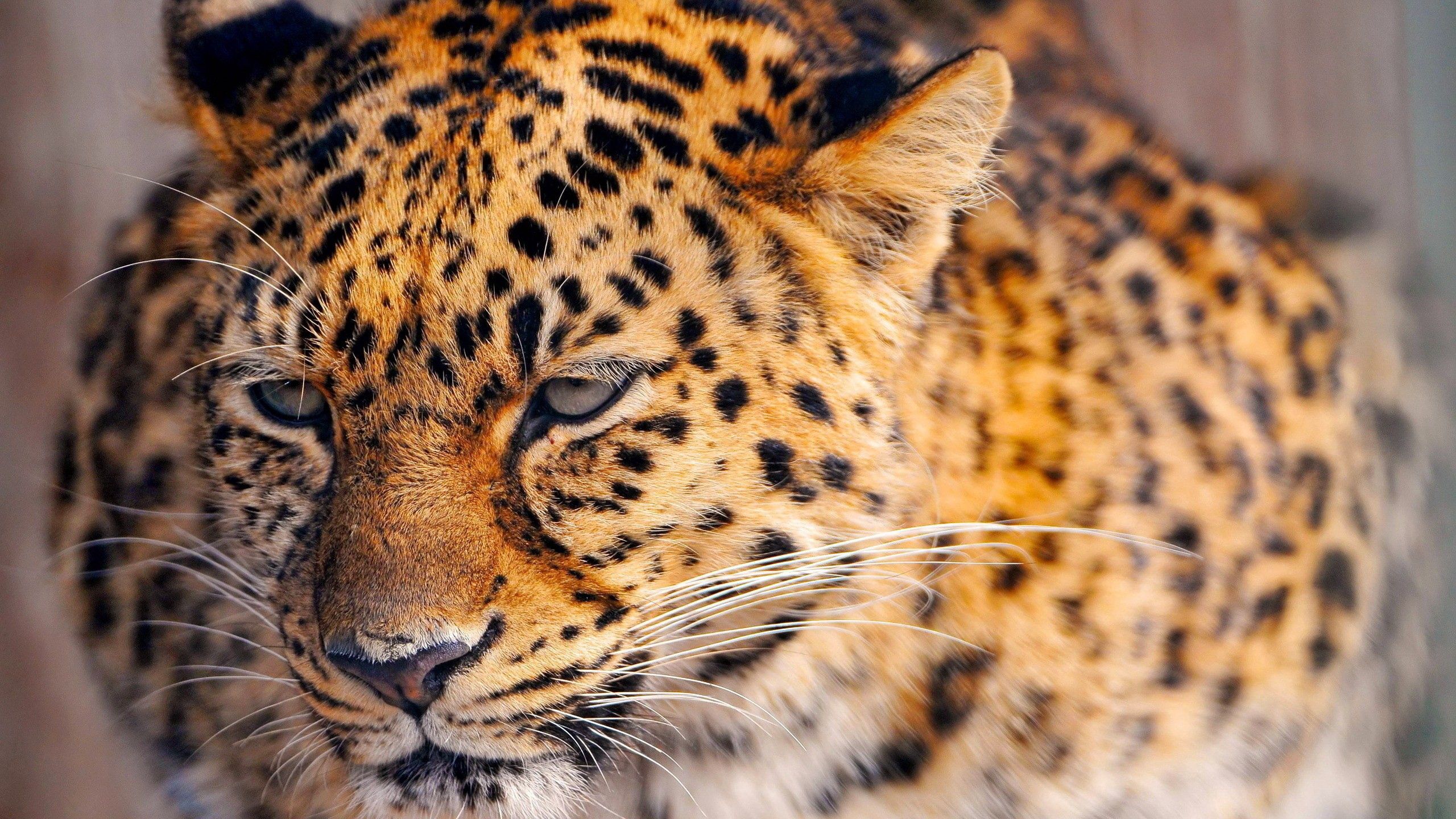 144769 Bild herunterladen tiere, leopard, schnauze, gefleckt, fleckig, sicht, meinung, müde - Hintergrundbilder und Bildschirmschoner kostenlos