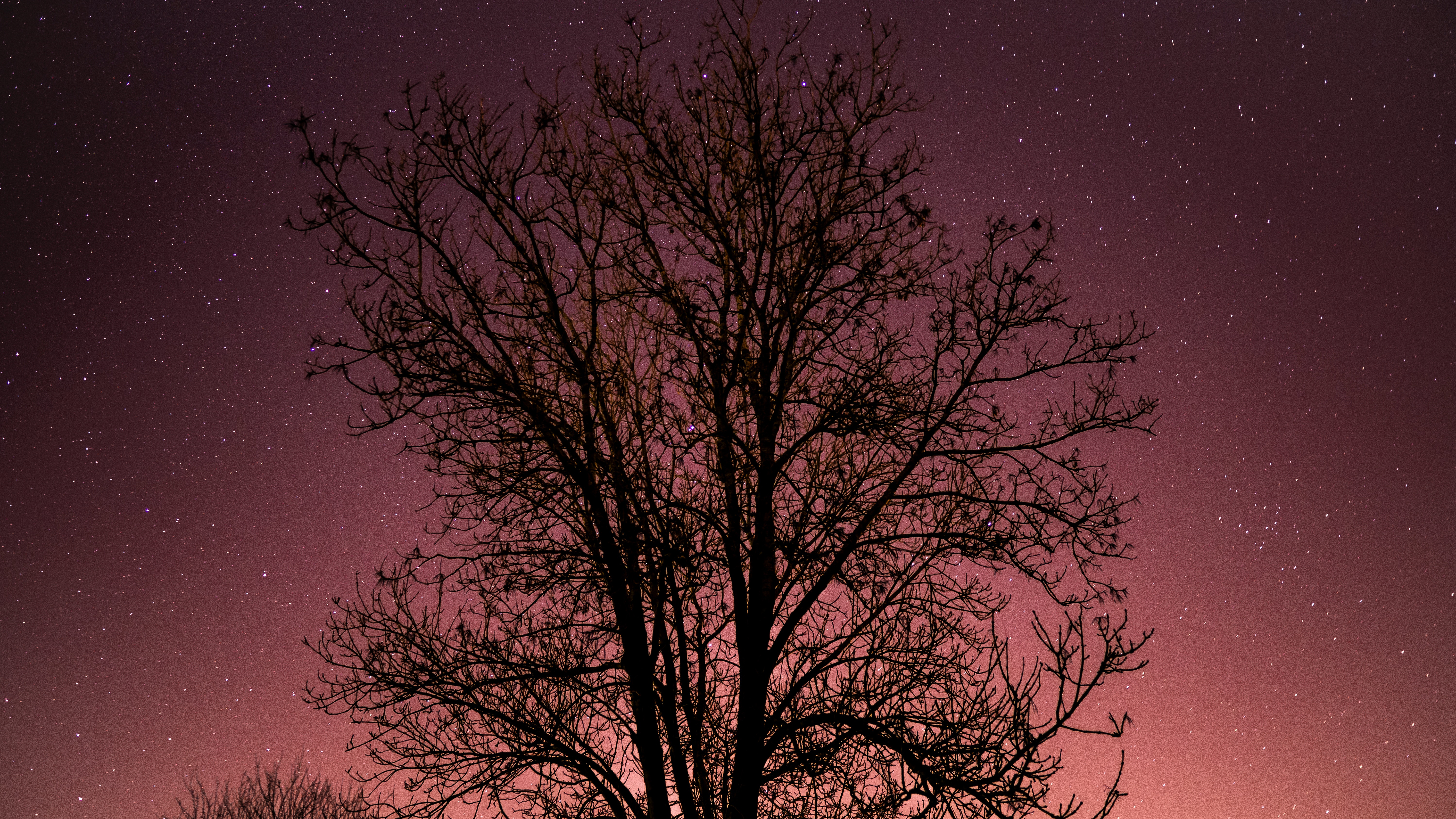Download mobile wallpaper Wood, Nature, Tree, Stars, Starry Sky, Night for free.