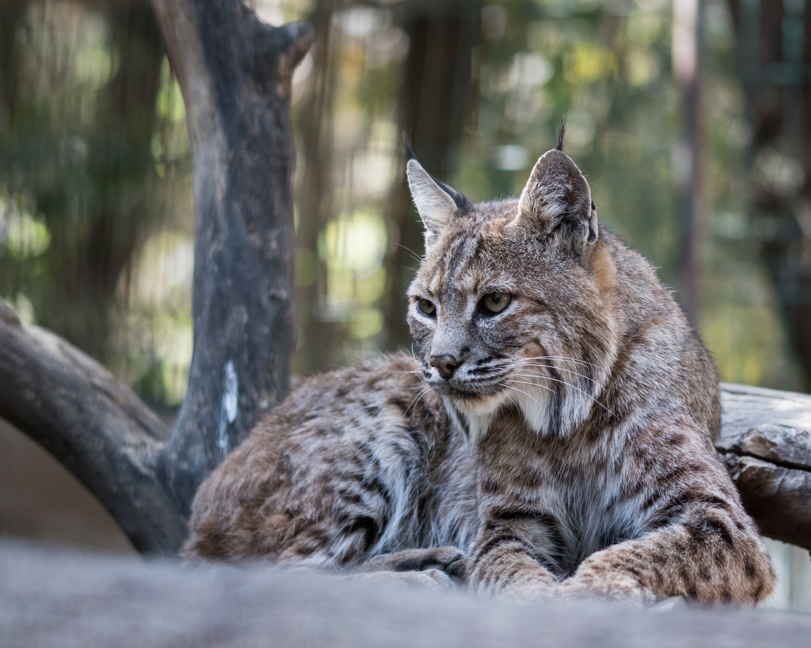 Handy-Wallpaper Tiere, Katzen, Luchs kostenlos herunterladen.