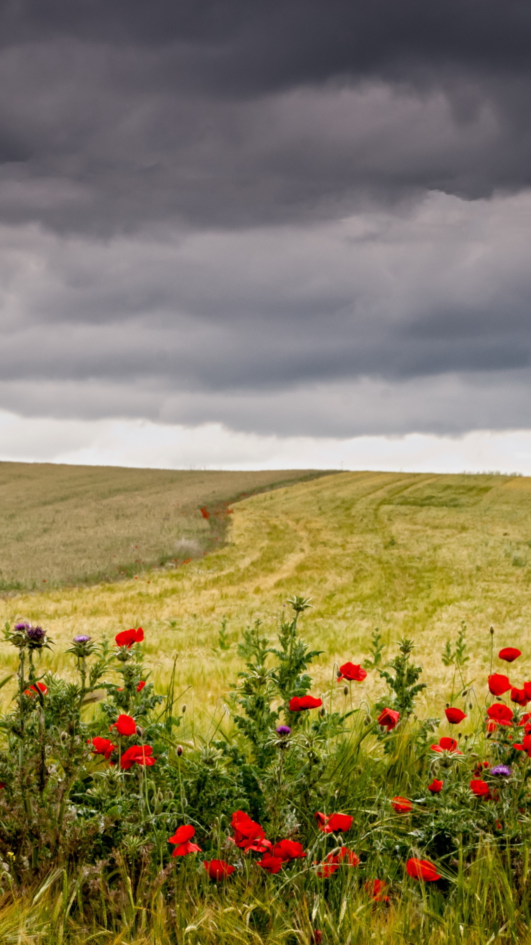 Download mobile wallpaper Landscape, Nature, Summer, Earth, Field, Cloud, Poppy, Red Flower for free.