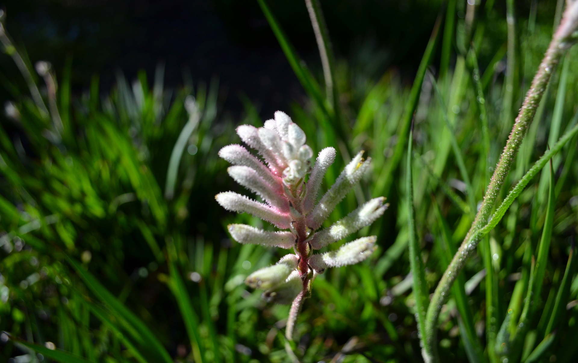 Handy-Wallpaper Planze, Blumen, Natur, Blume, Erde/natur kostenlos herunterladen.