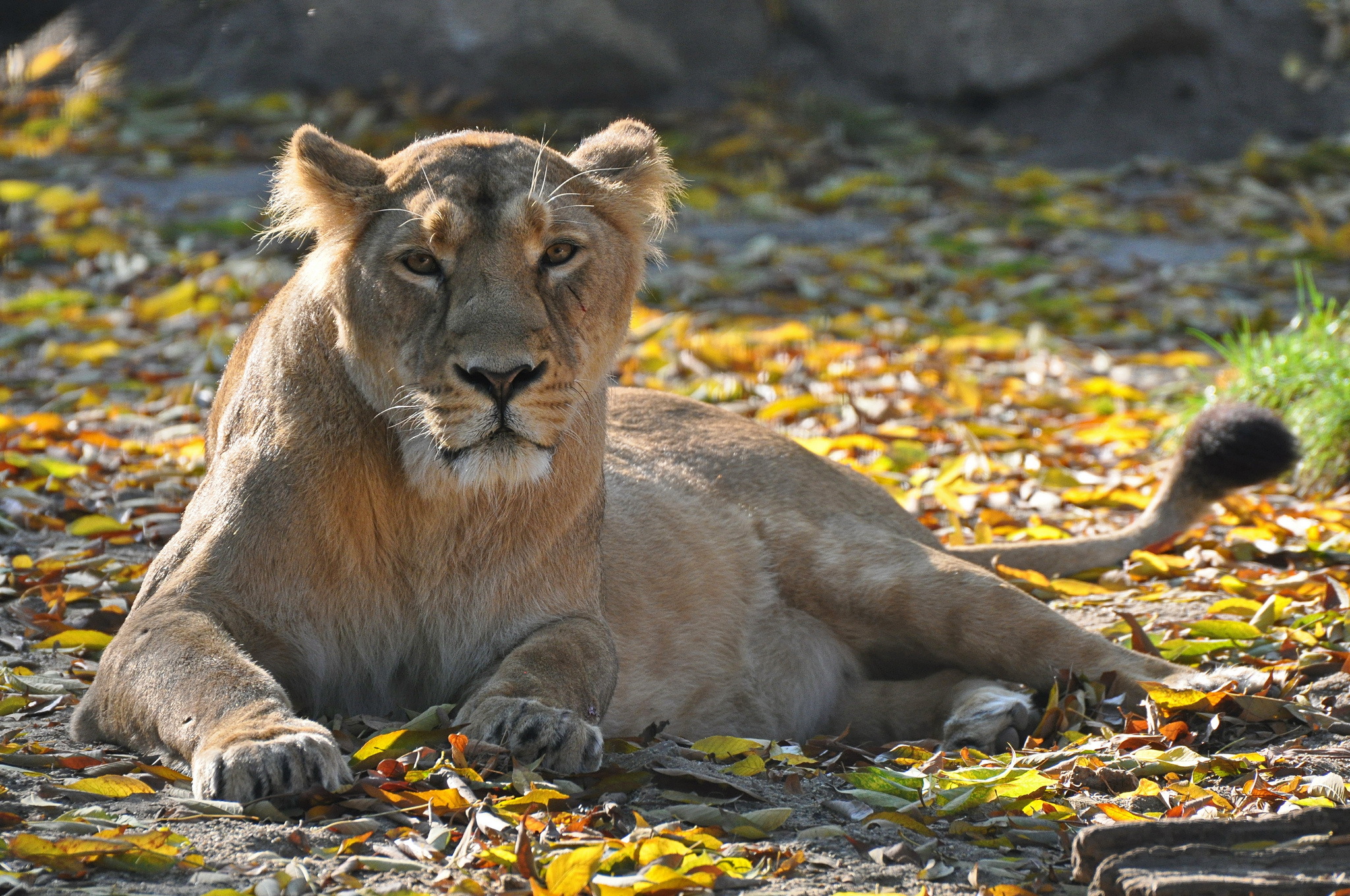 Téléchargez gratuitement l'image Animaux, Chats, Lion sur le bureau de votre PC