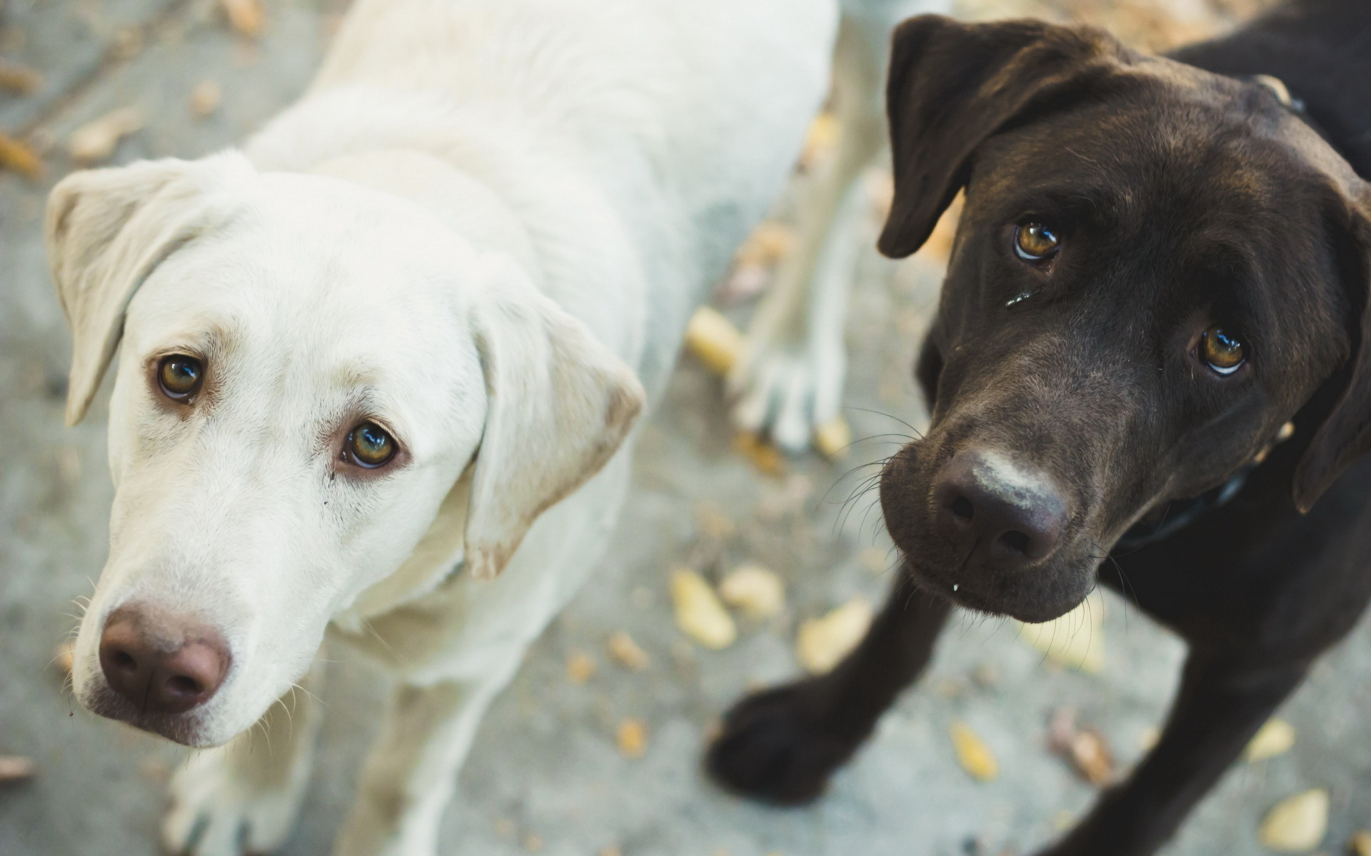 Téléchargez des papiers peints mobile Animaux, Chien gratuitement.