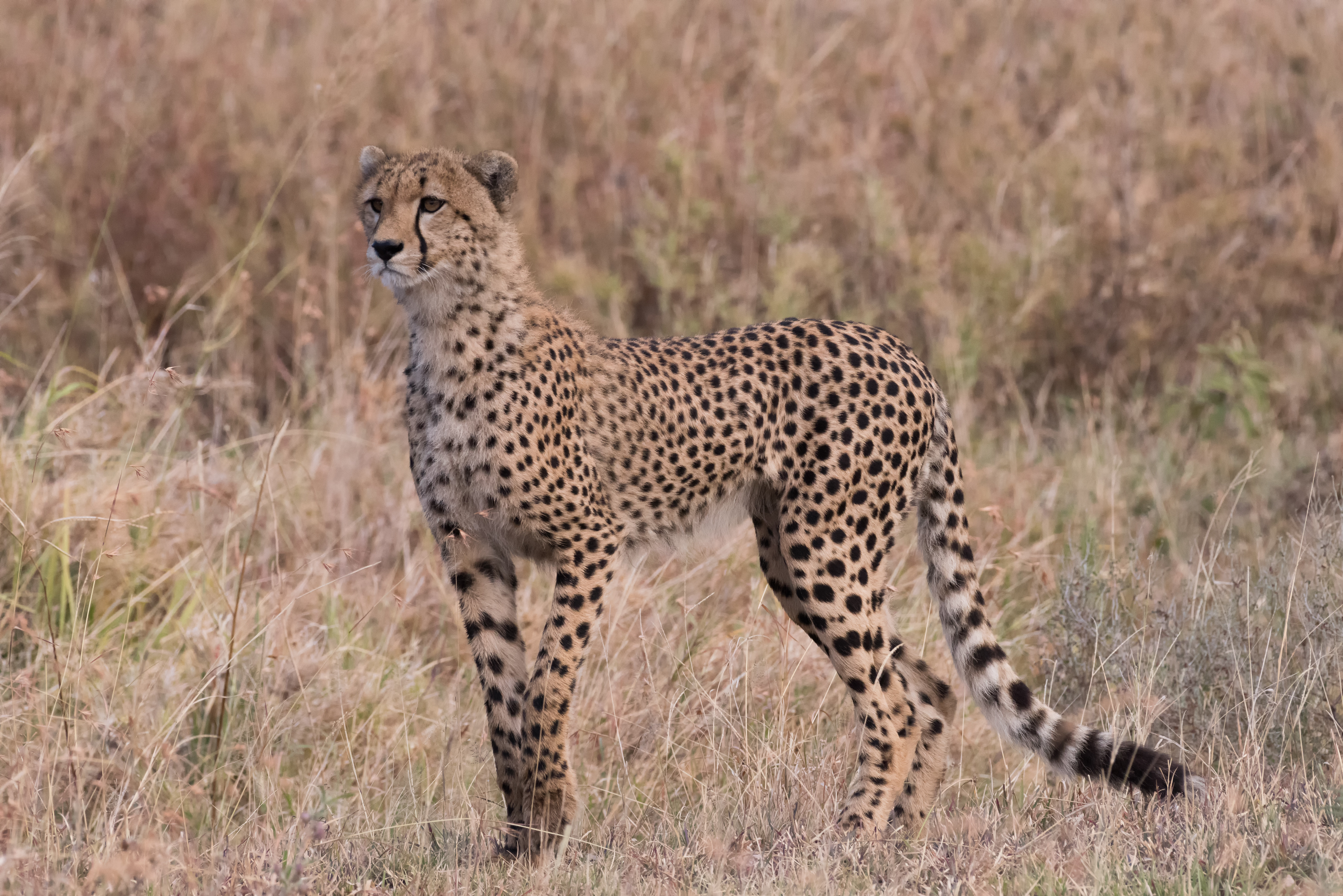 94942 скачать обои гепард, животные, трава, хищник, большая кошка, взгляд - заставки и картинки бесплатно