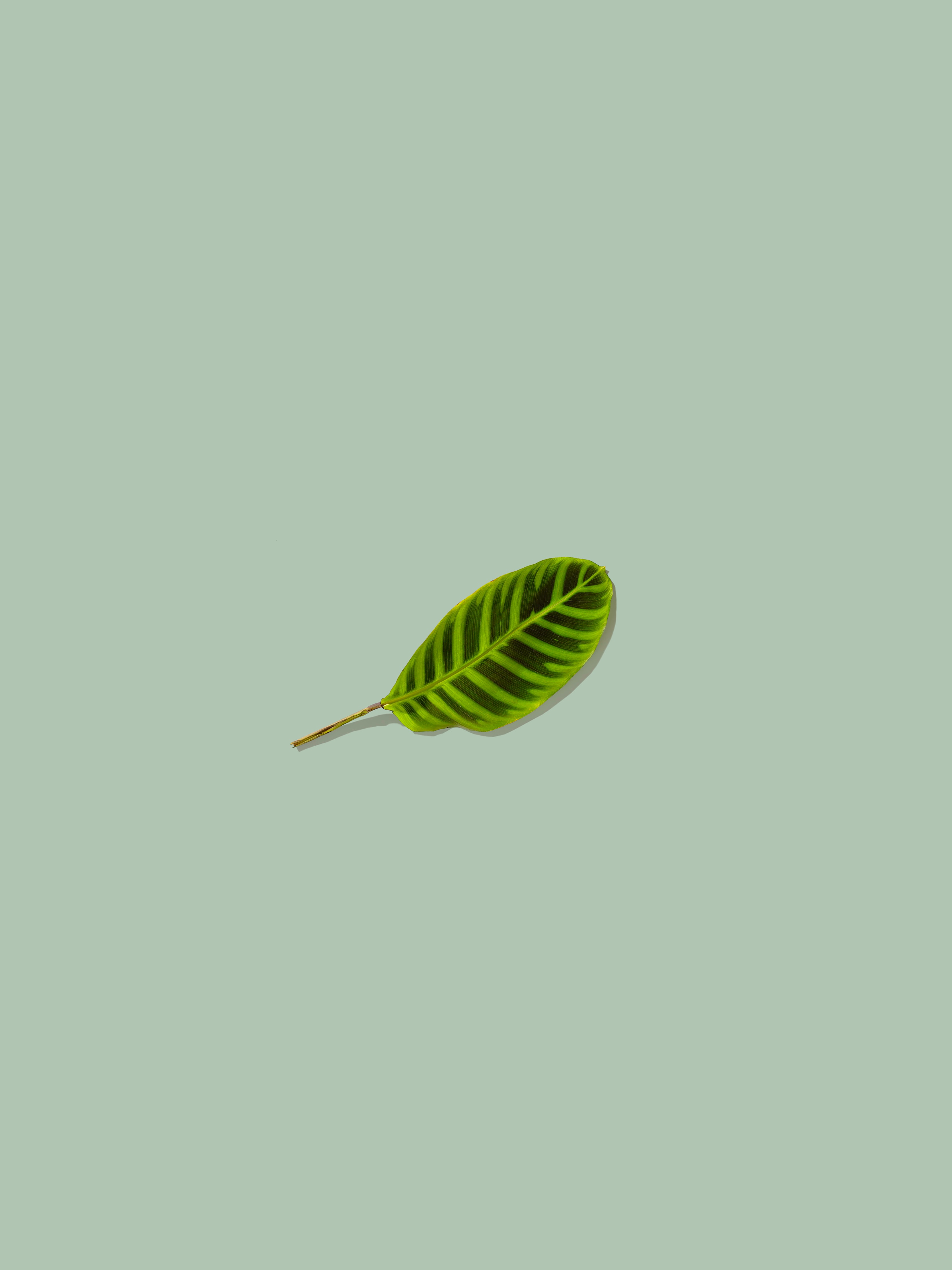 minimalism, green, leaflet Phone Background