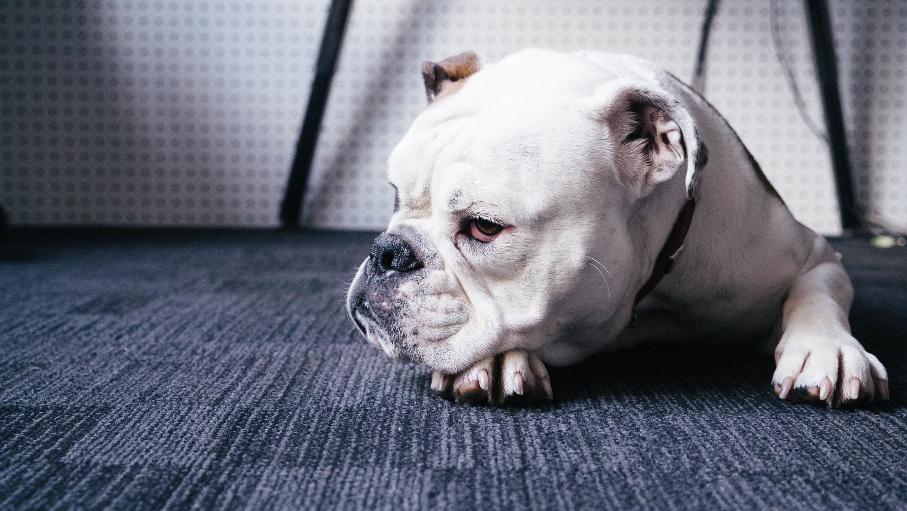 Download mobile wallpaper Dogs, Dog, Animal, Bulldog for free.