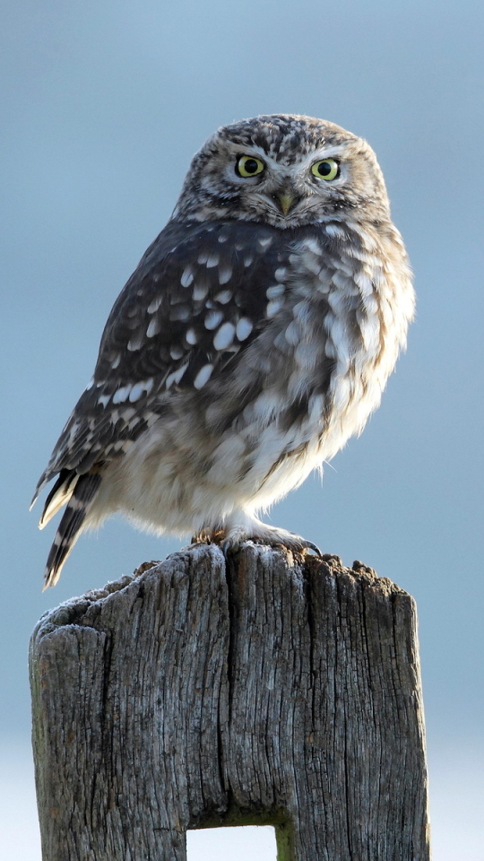 Download mobile wallpaper Birds, Owl, Animal for free.