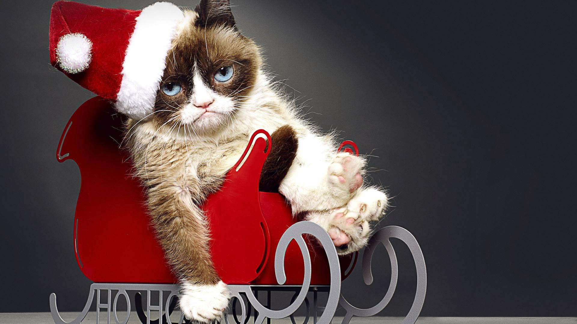 960249 Заставки и Обои Худшее Рождество Сердитой Кошки на телефон. Скачать  картинки бесплатно