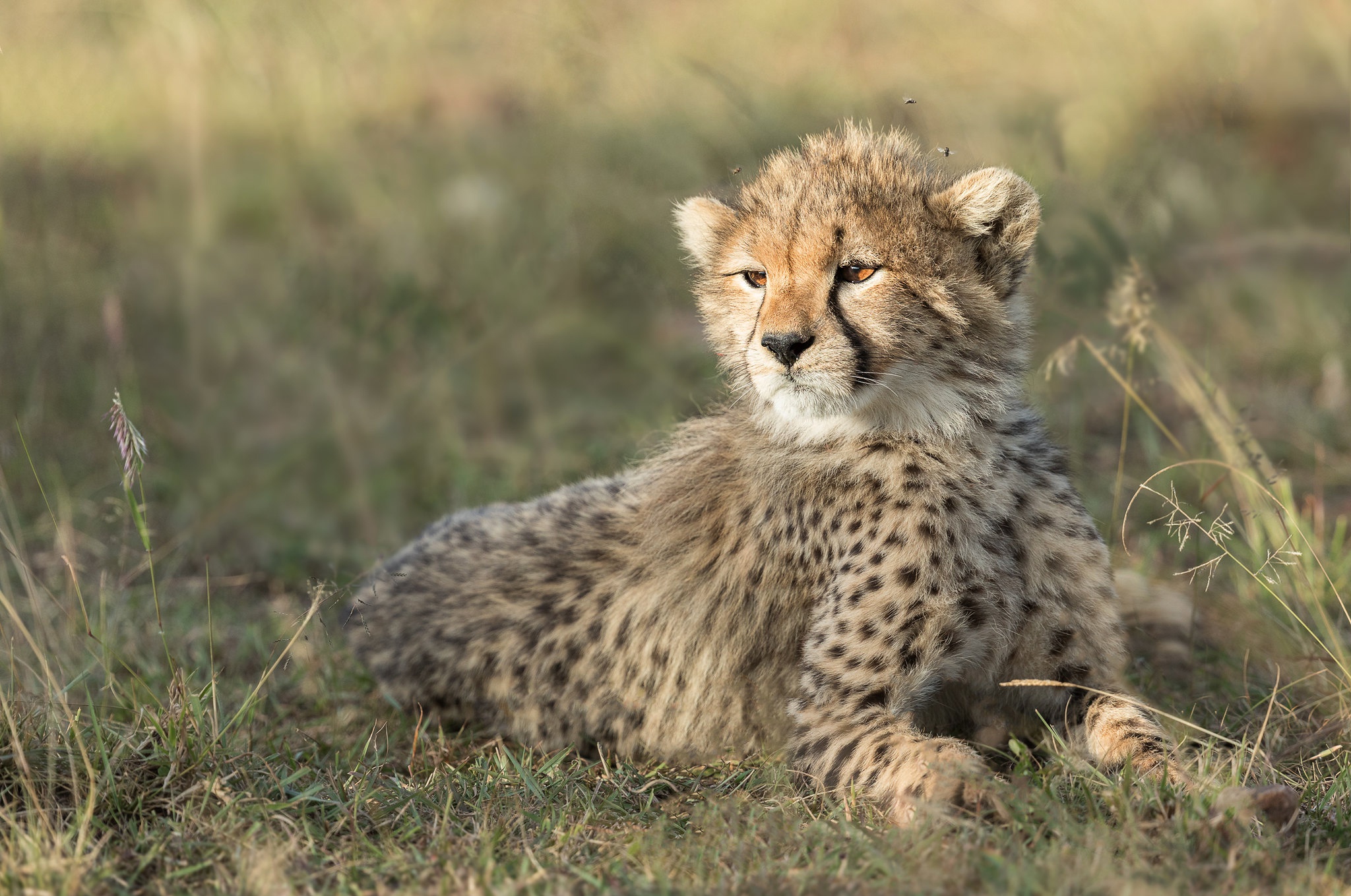 Free download wallpaper Cats, Cheetah, Animal, Baby Animal, Cub on your PC desktop