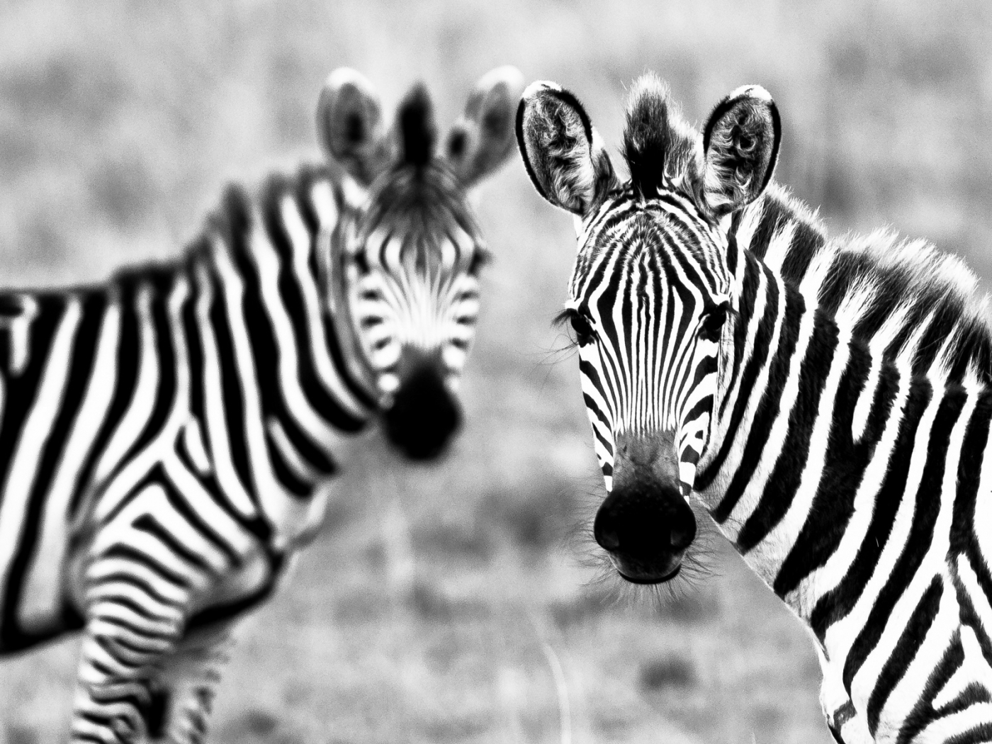 46524 скачать картинку зебры, животные, серые - обои и заставки бесплатно