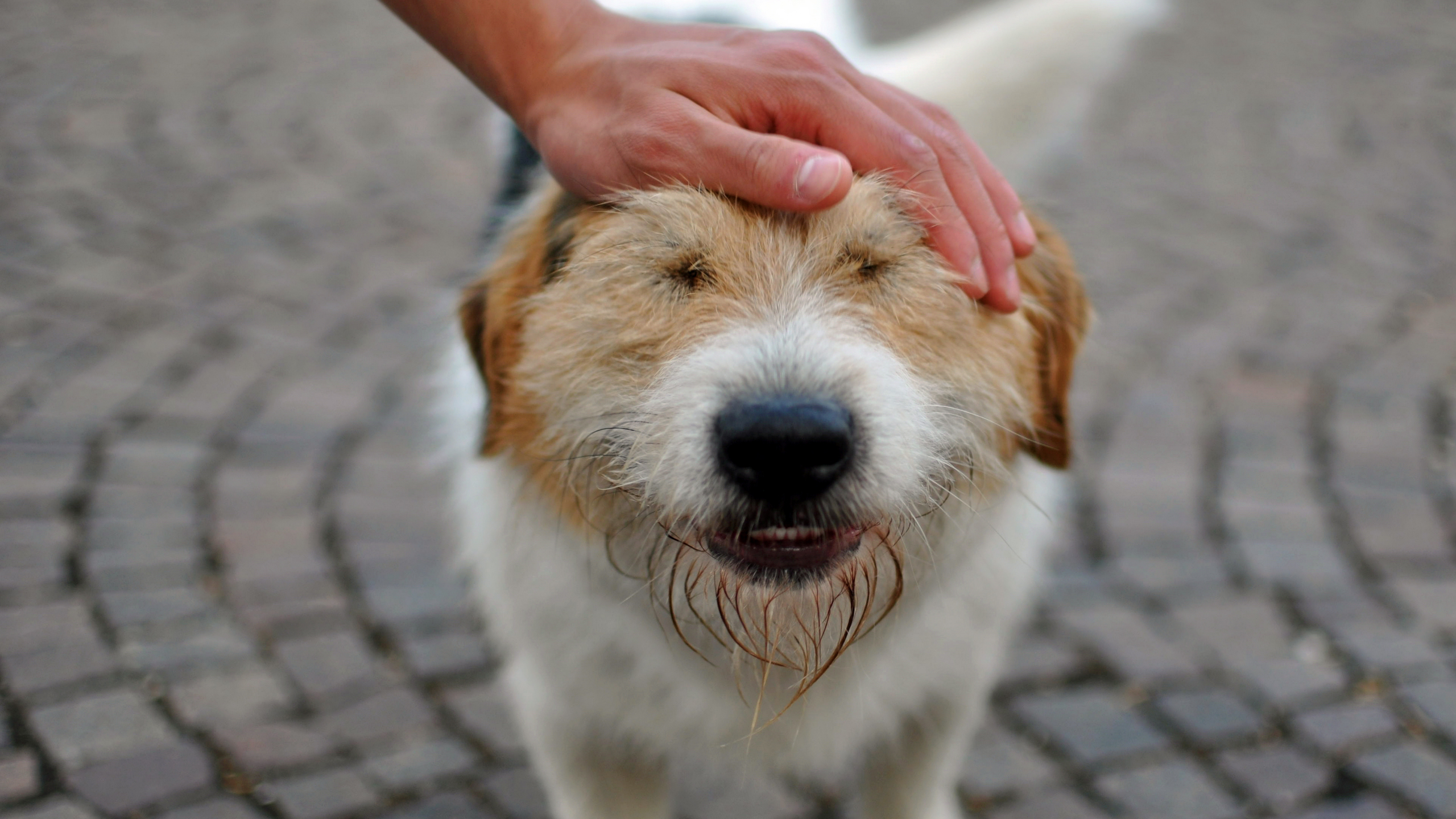 Téléchargez des papiers peints mobile Chiens, Chien, Animaux gratuitement.