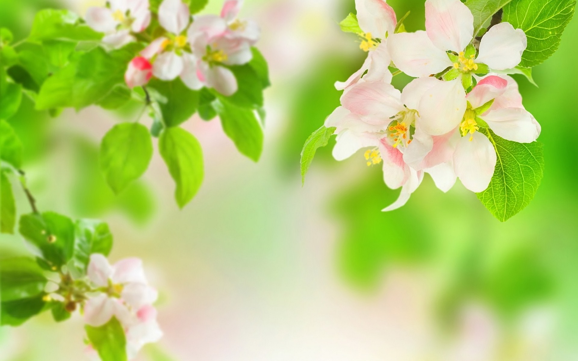 Download mobile wallpaper Blossom, Flowers, Earth for free.