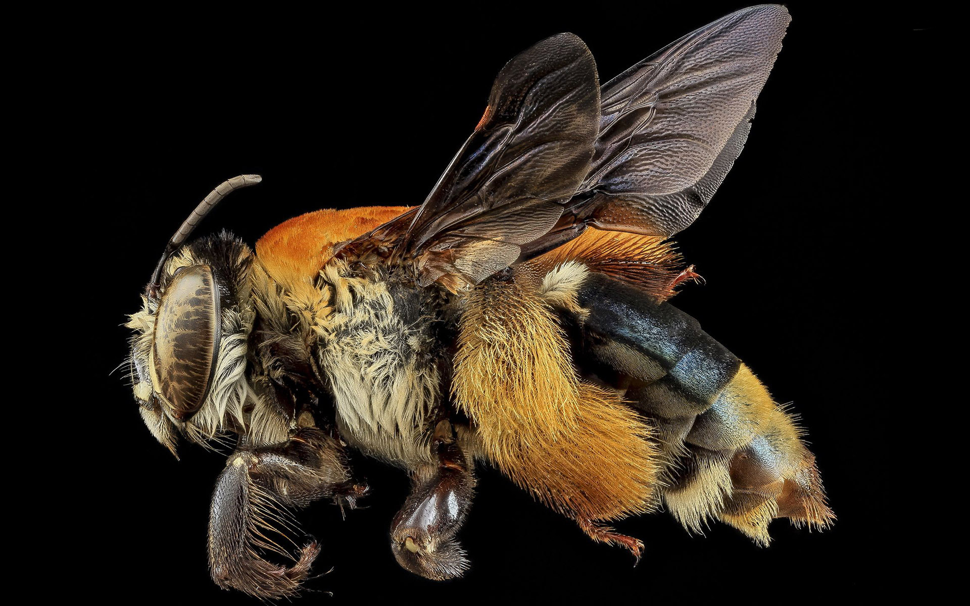 325364 baixar papel de parede animais, abelha, insetos - protetores de tela e imagens gratuitamente