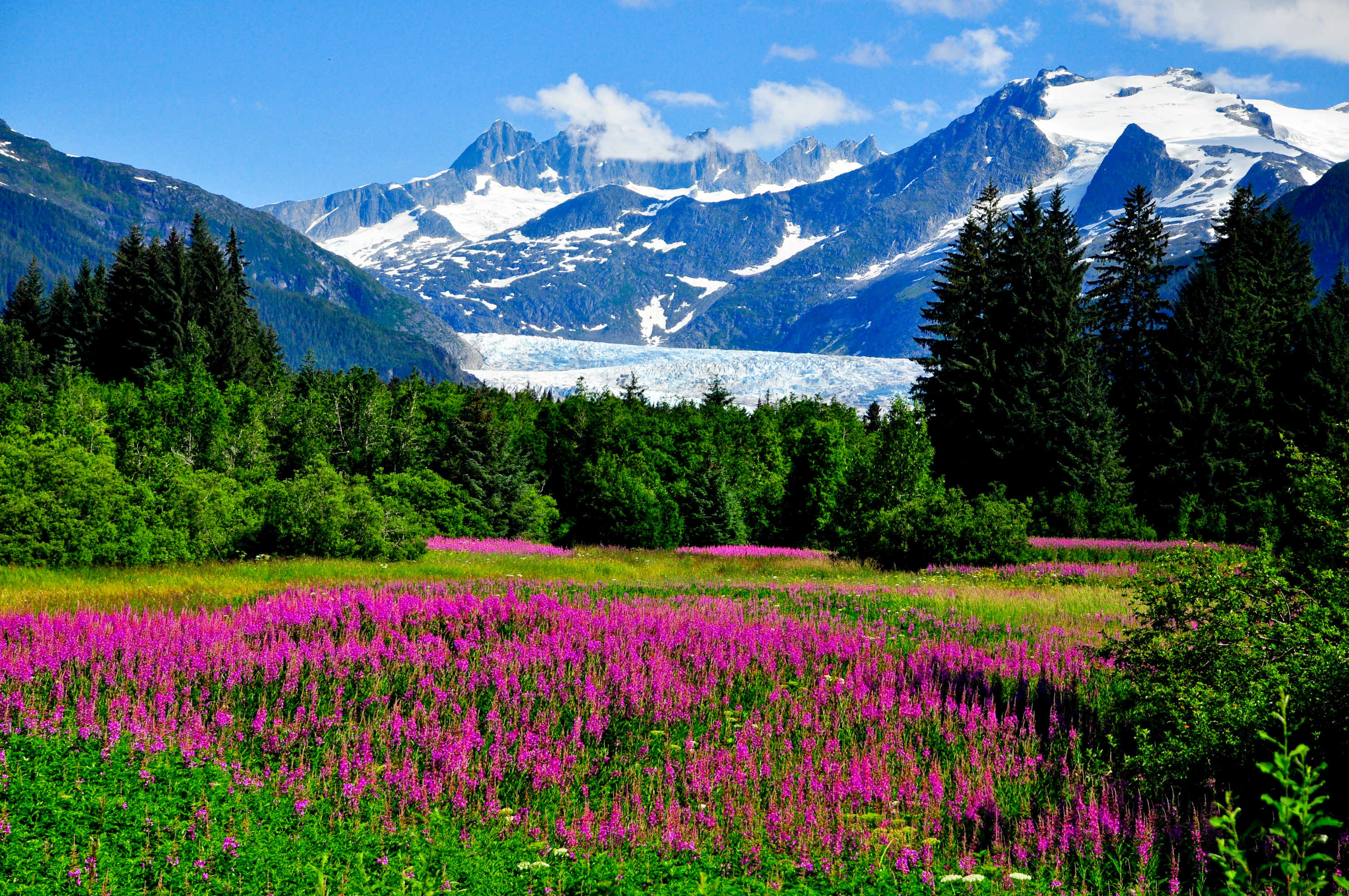 Free download wallpaper Landscape, Nature, Mountains, Mountain, Flower, Earth, Meadow, Purple Flower on your PC desktop