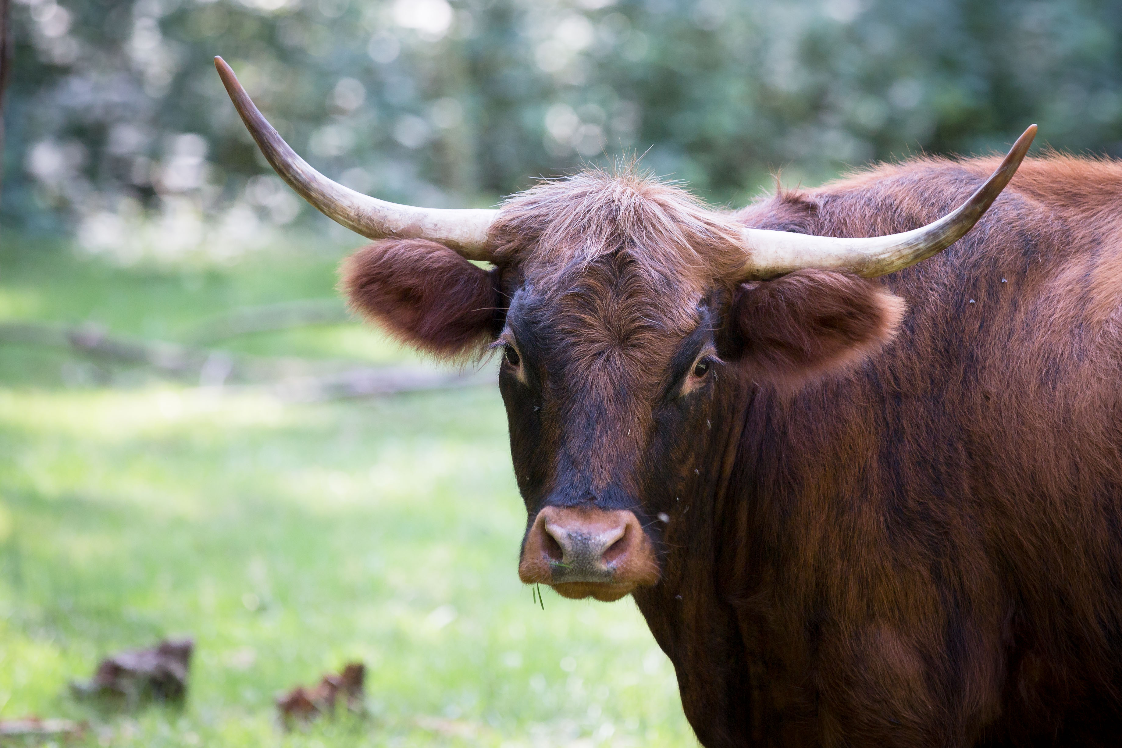 741612 скачать обои животные, корова, крупный рогатый скот - заставки и картинки бесплатно