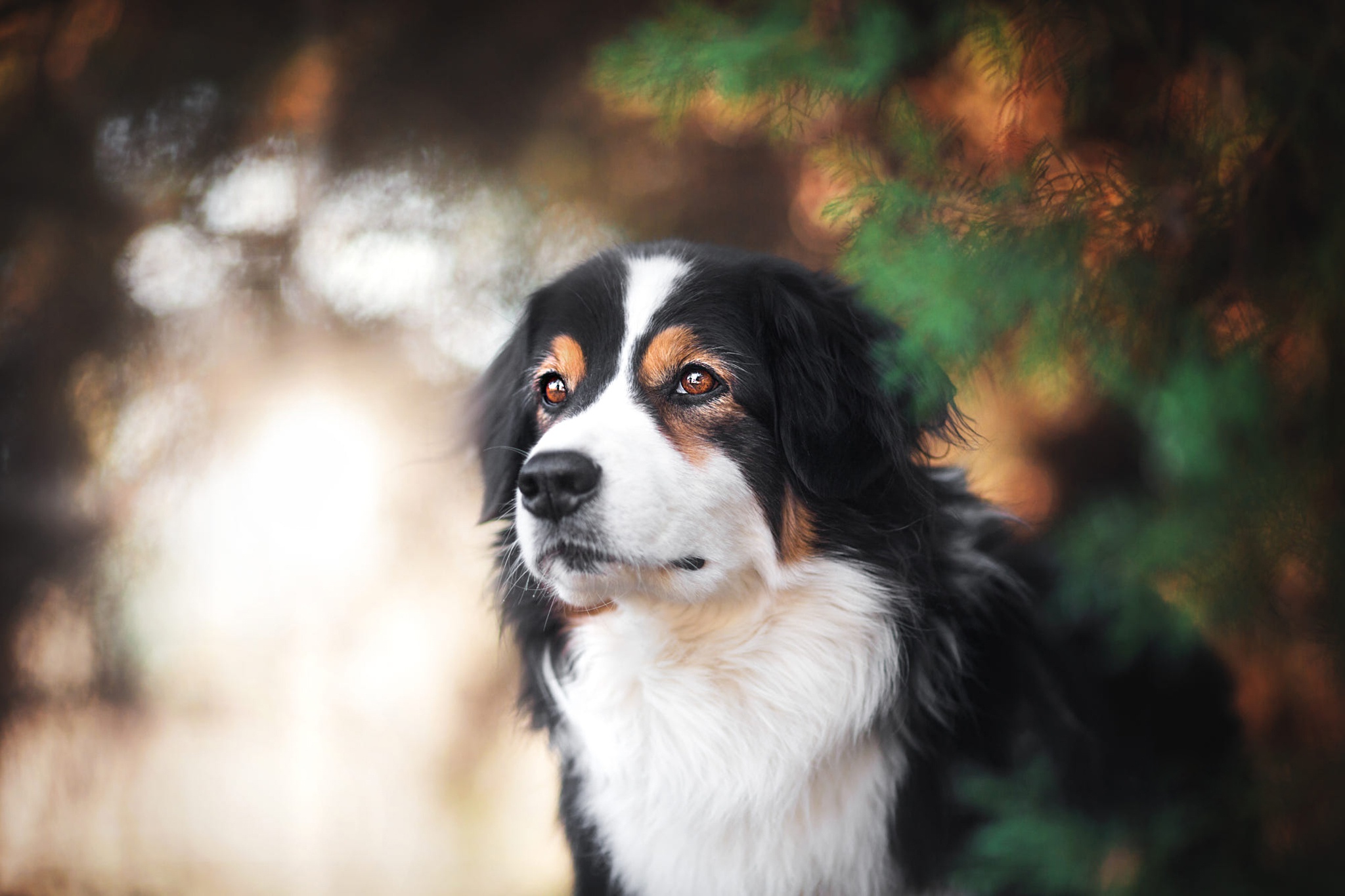 Download mobile wallpaper Dogs, Dog, Animal, Australian Shepherd for free.