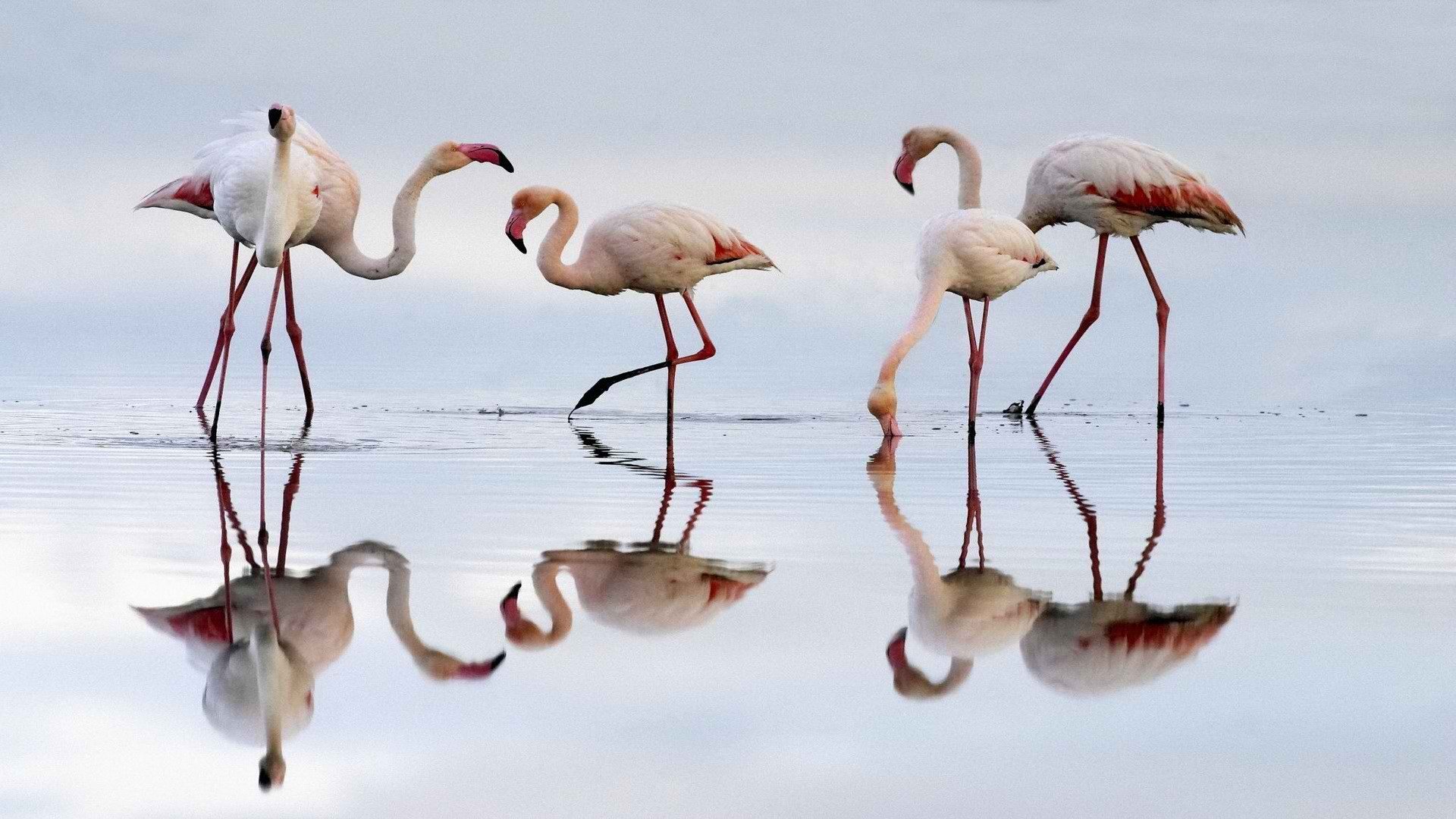 Baixar papel de parede para celular de Flamingo, Pássaro, Aves, Animais gratuito.