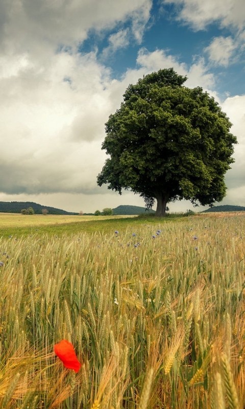 Download mobile wallpaper Landscape, Nature, Wheat, Tree, Earth, Field, Cloud, Poppy, Lonely Tree for free.