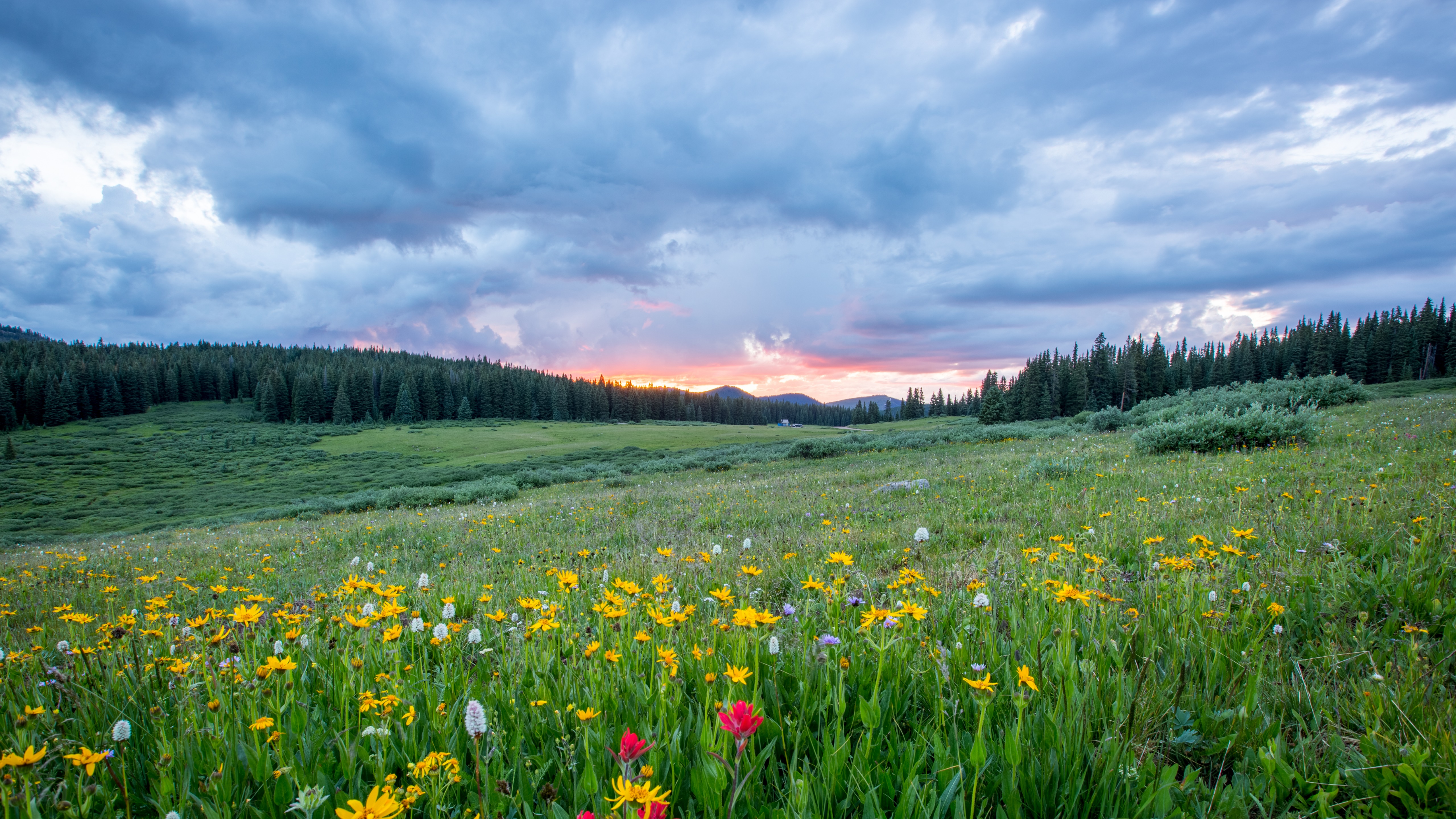 Laden Sie das Landschaft, Blume, Feld, Wolke, Erde/natur-Bild kostenlos auf Ihren PC-Desktop herunter