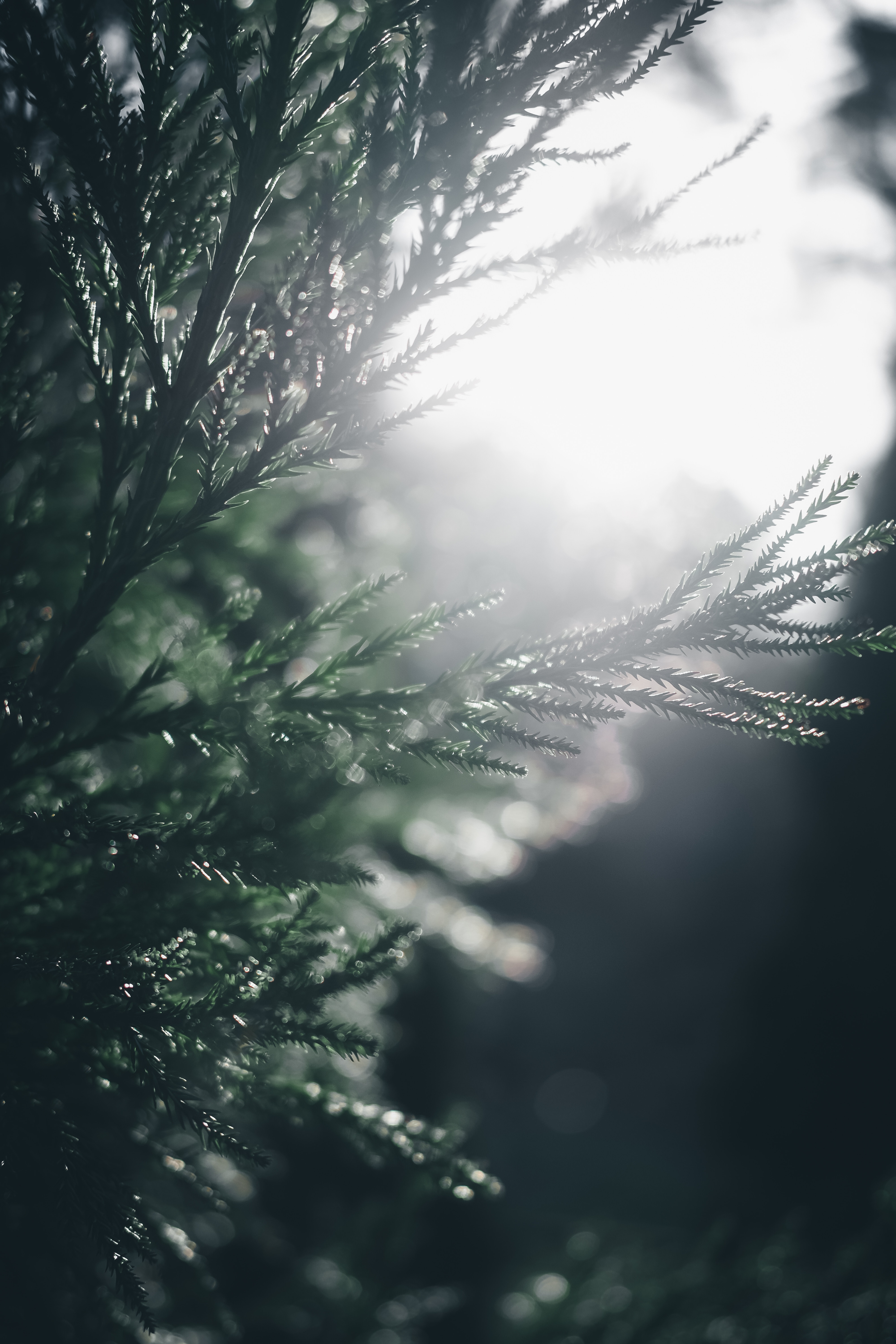 Download mobile wallpaper Smooth, Branch, Sunlight, Pine, Macro, Blur for free.