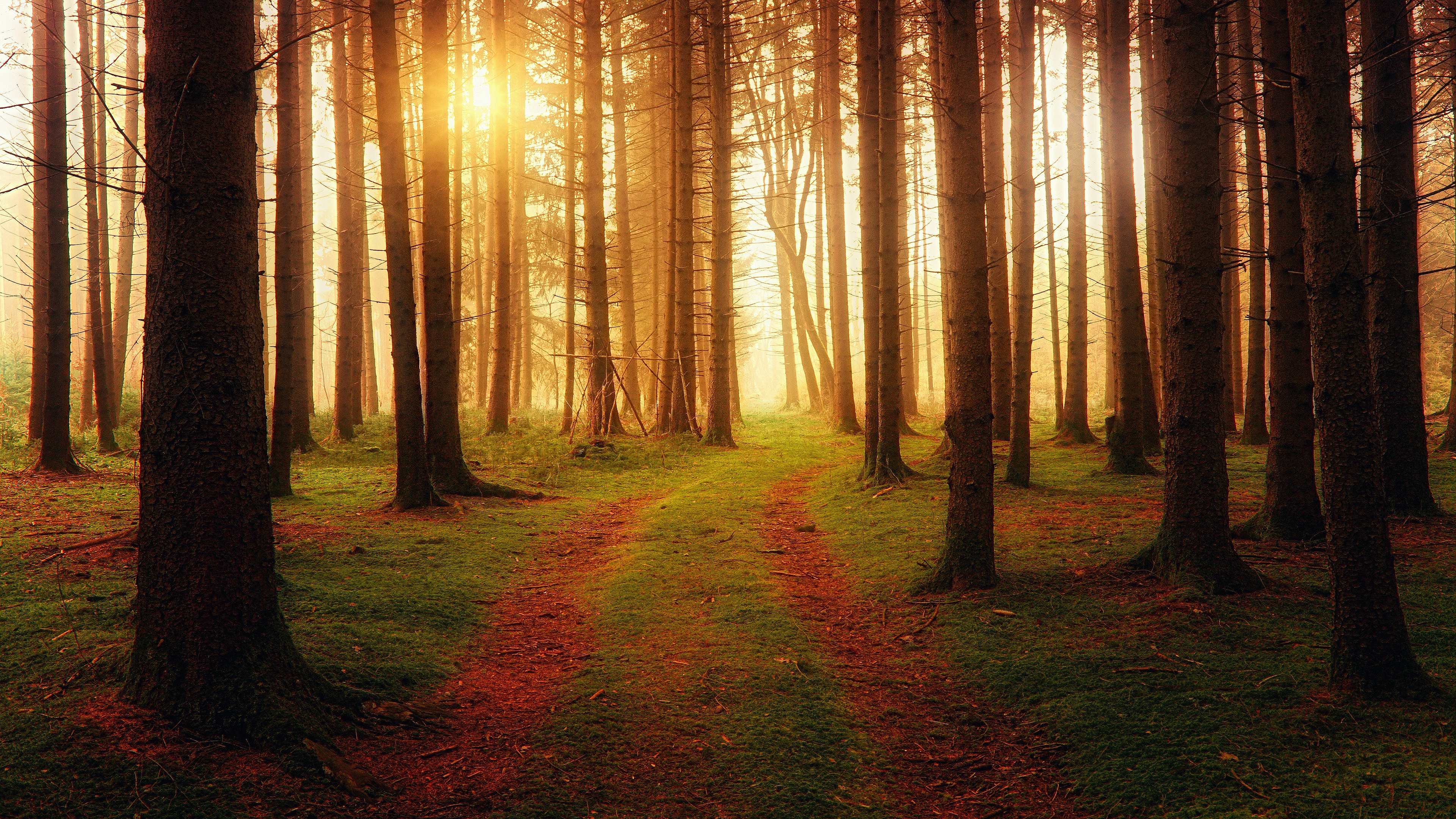 Download mobile wallpaper Forest, Fall, Earth, Path, Pine Tree for free.