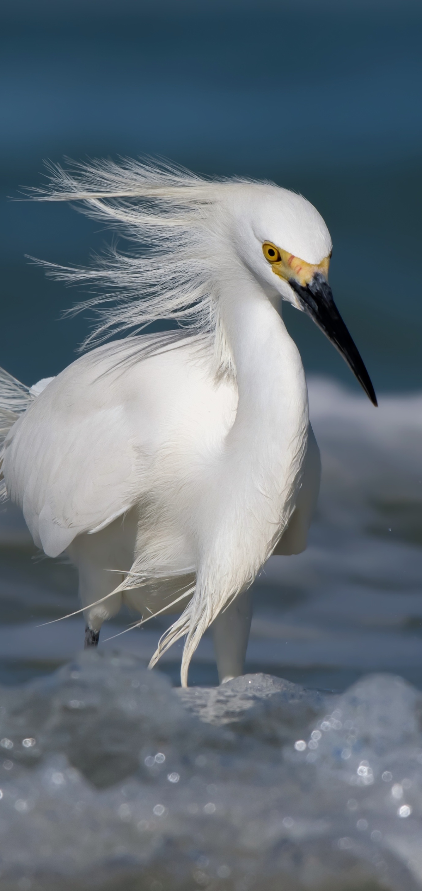 Free download wallpaper Birds, Water, Bird, Animal, Egret on your PC desktop
