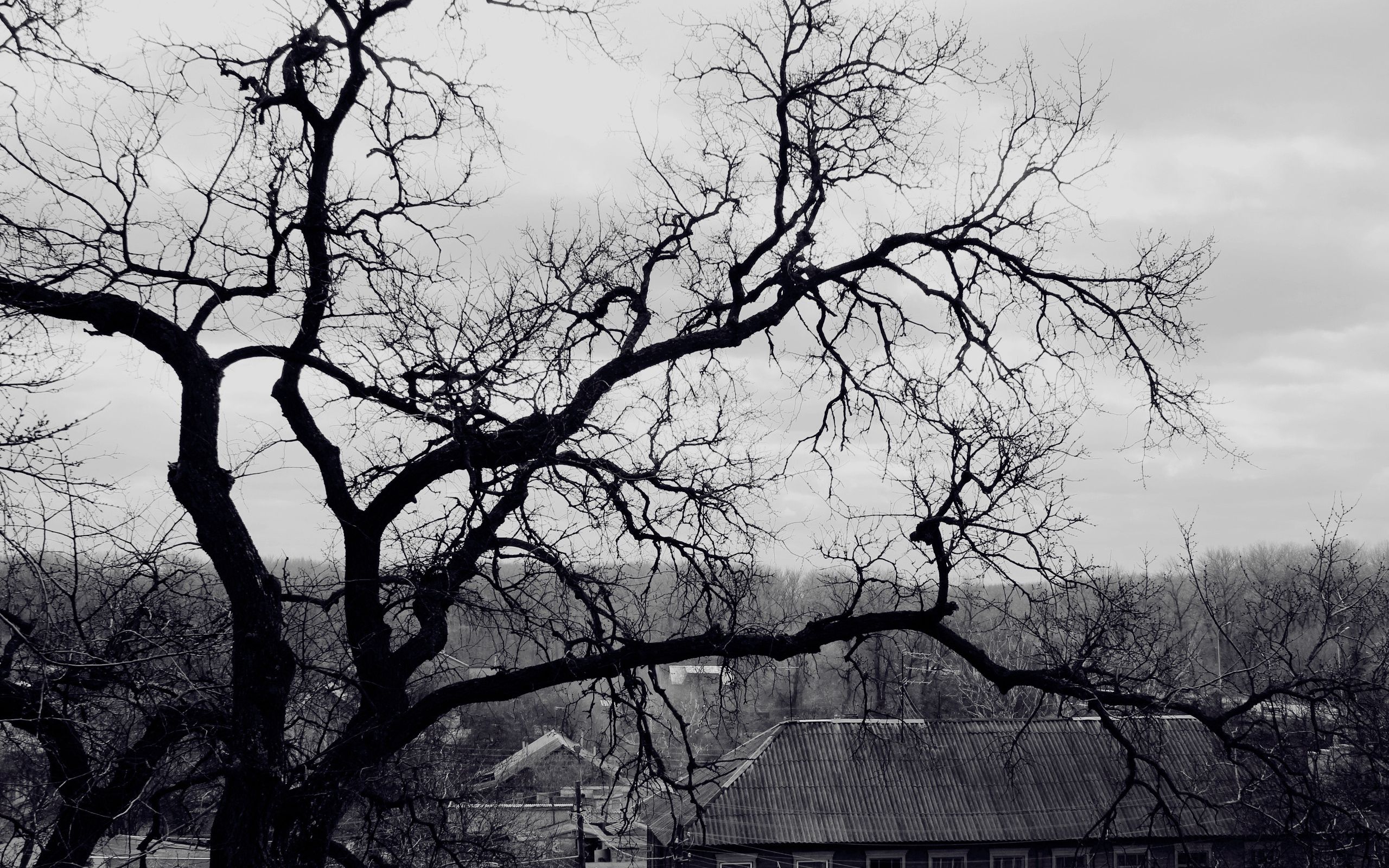 creepy, black and white, wood, nature, tree, branches, branch, roof, gloomy