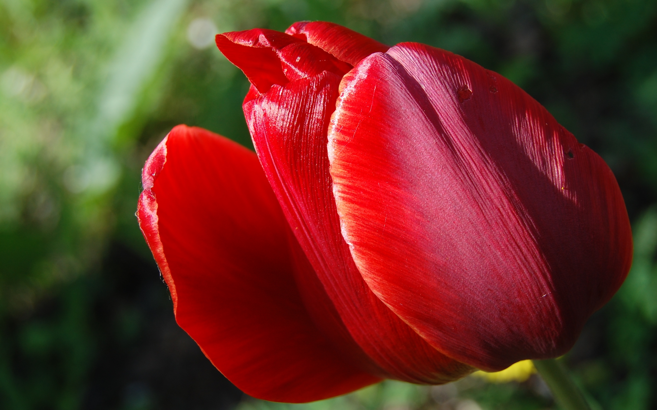 46635 baixar papel de parede plantas, flores, tulipas, vermelho - protetores de tela e imagens gratuitamente
