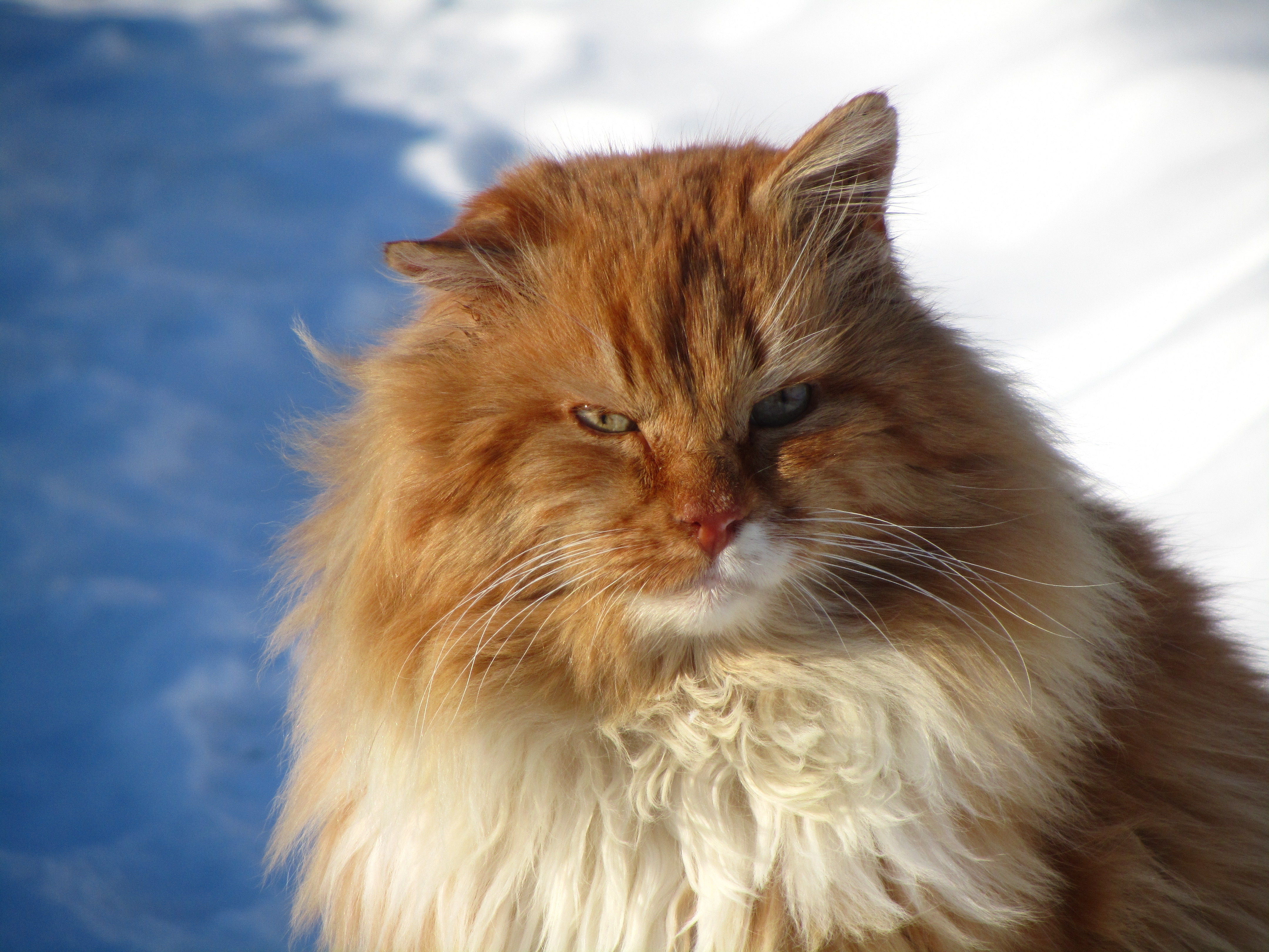 Baixe gratuitamente a imagem Animais, Gatos, Gato na área de trabalho do seu PC