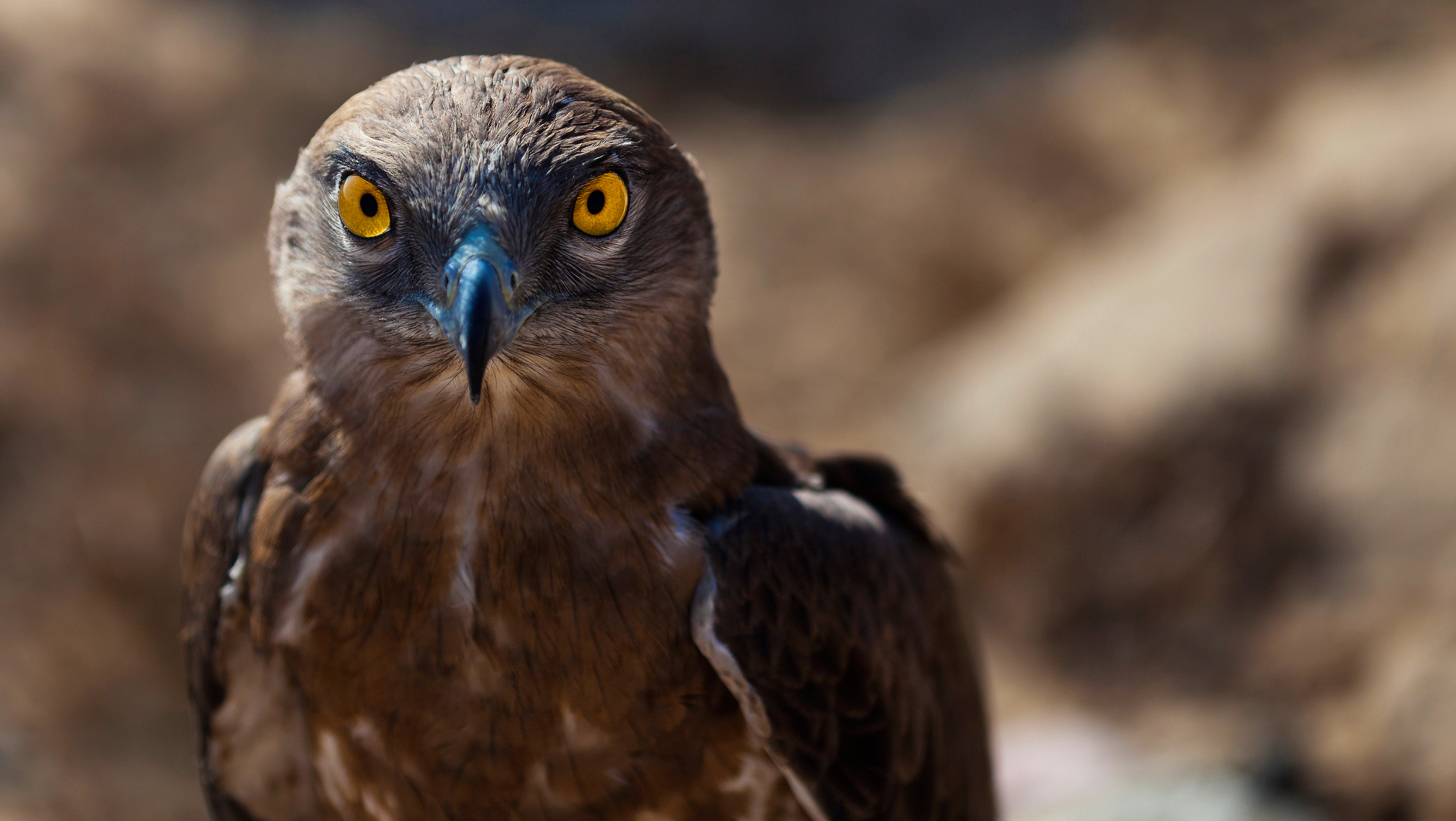 Laden Sie das Vogel, Vögel, Tiere-Bild kostenlos auf Ihren PC-Desktop herunter