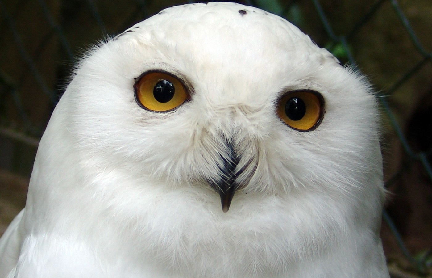 Windows Wallpaper Snowy Owl 