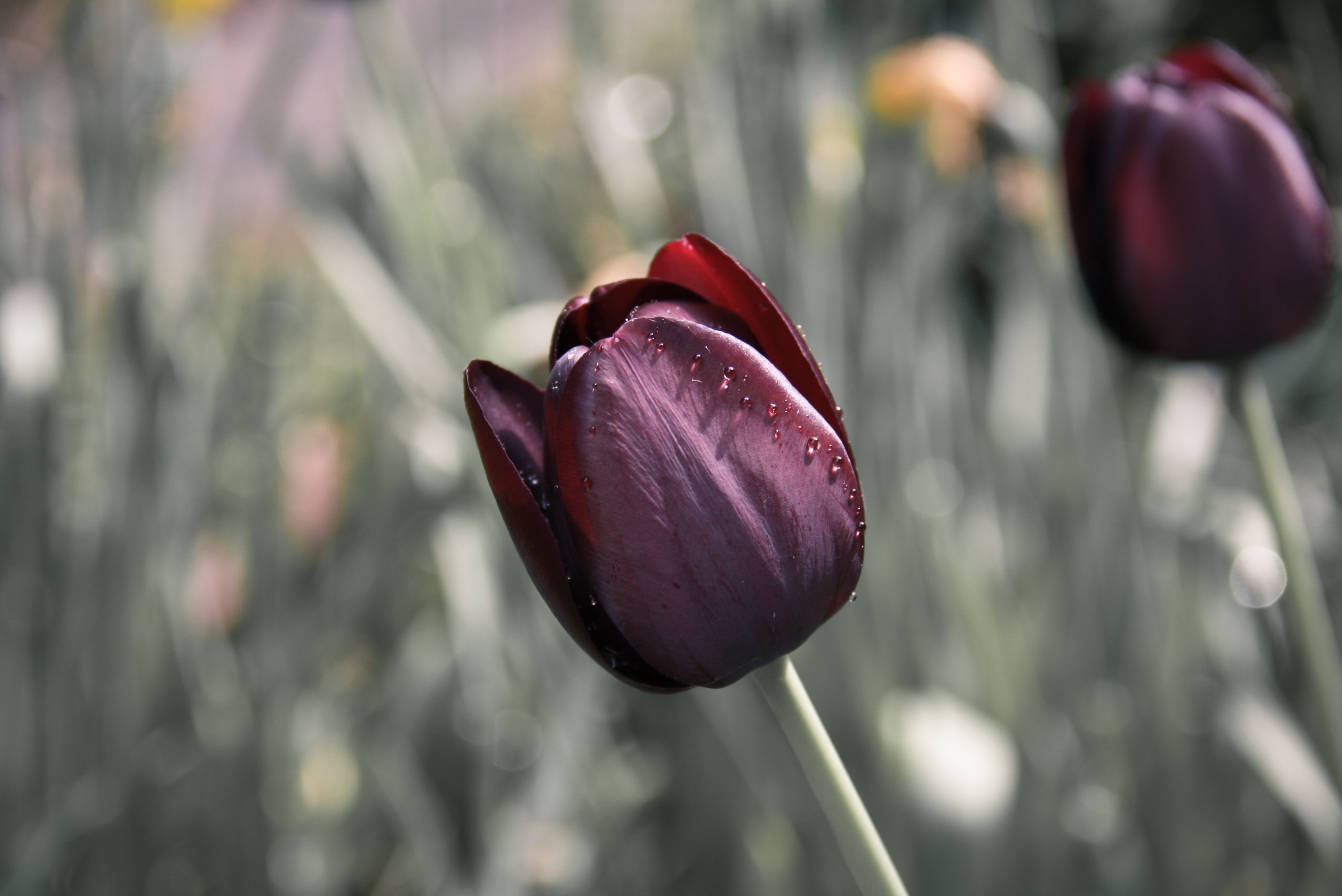 Handy-Wallpaper Tulip, Tulpe, Knospe, Bud, Glatt, Unschärfe, Blume, Blumen kostenlos herunterladen.