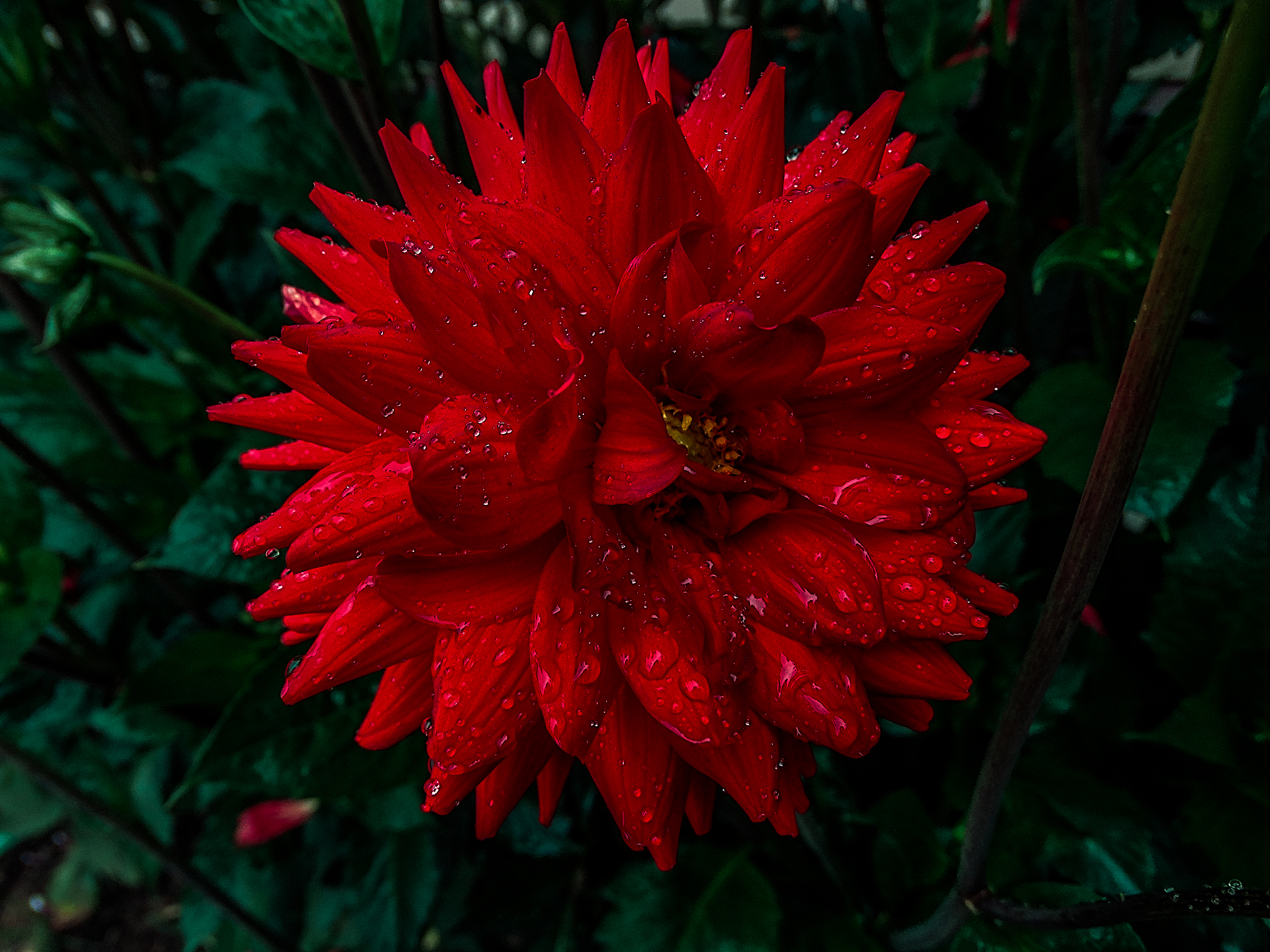 Free download wallpaper Flowers, Flower, Close Up, Earth, Dahlia, Red Flower, Water Drop on your PC desktop
