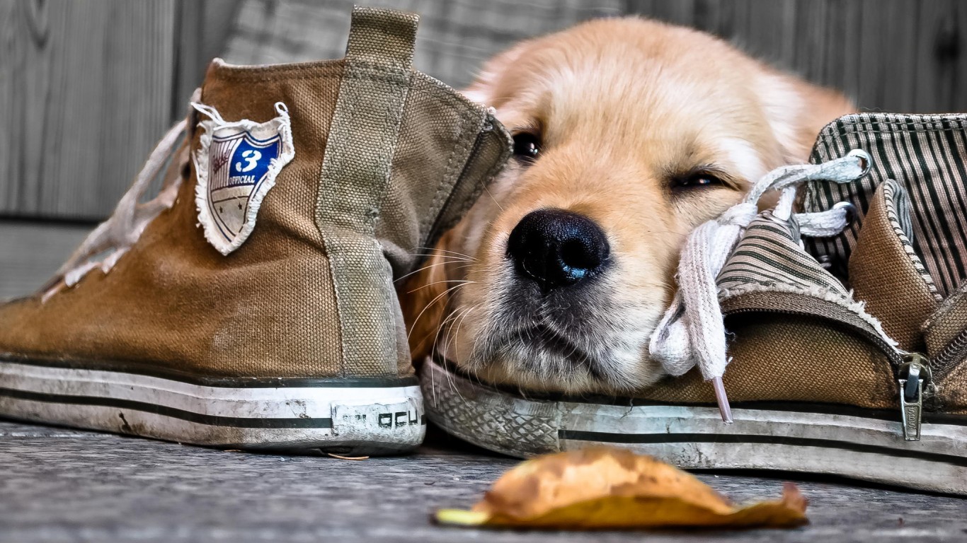 Baixe gratuitamente a imagem Animais, Cães, Cão, Filhote na área de trabalho do seu PC