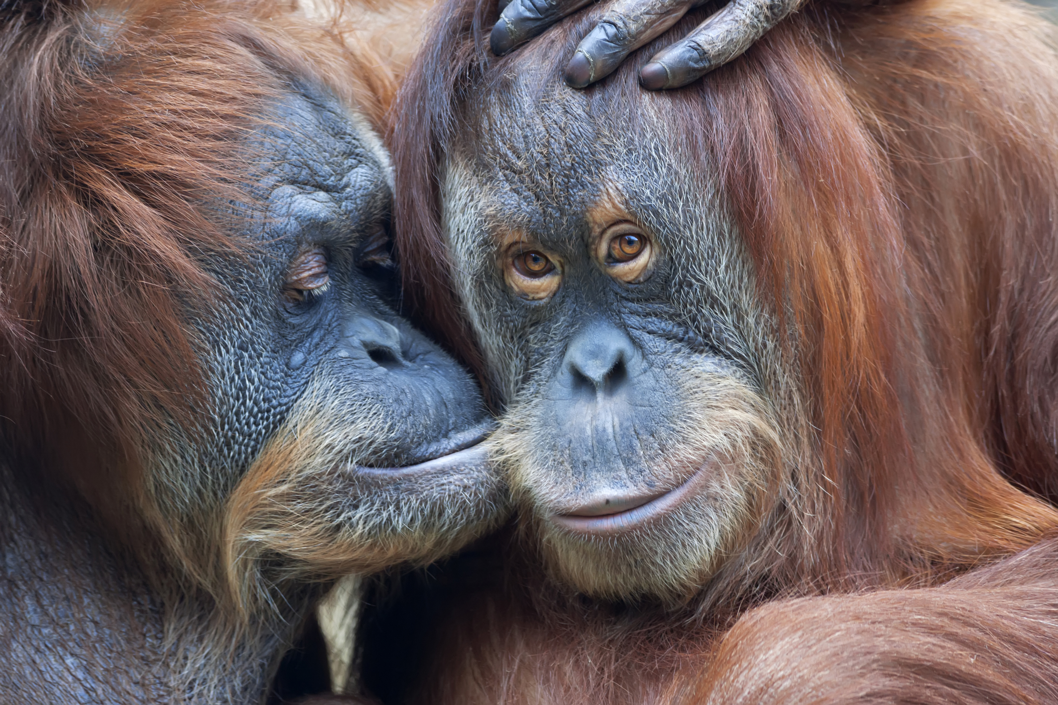 Laden Sie das Tiere, Primas, Affen, Orang Utan-Bild kostenlos auf Ihren PC-Desktop herunter