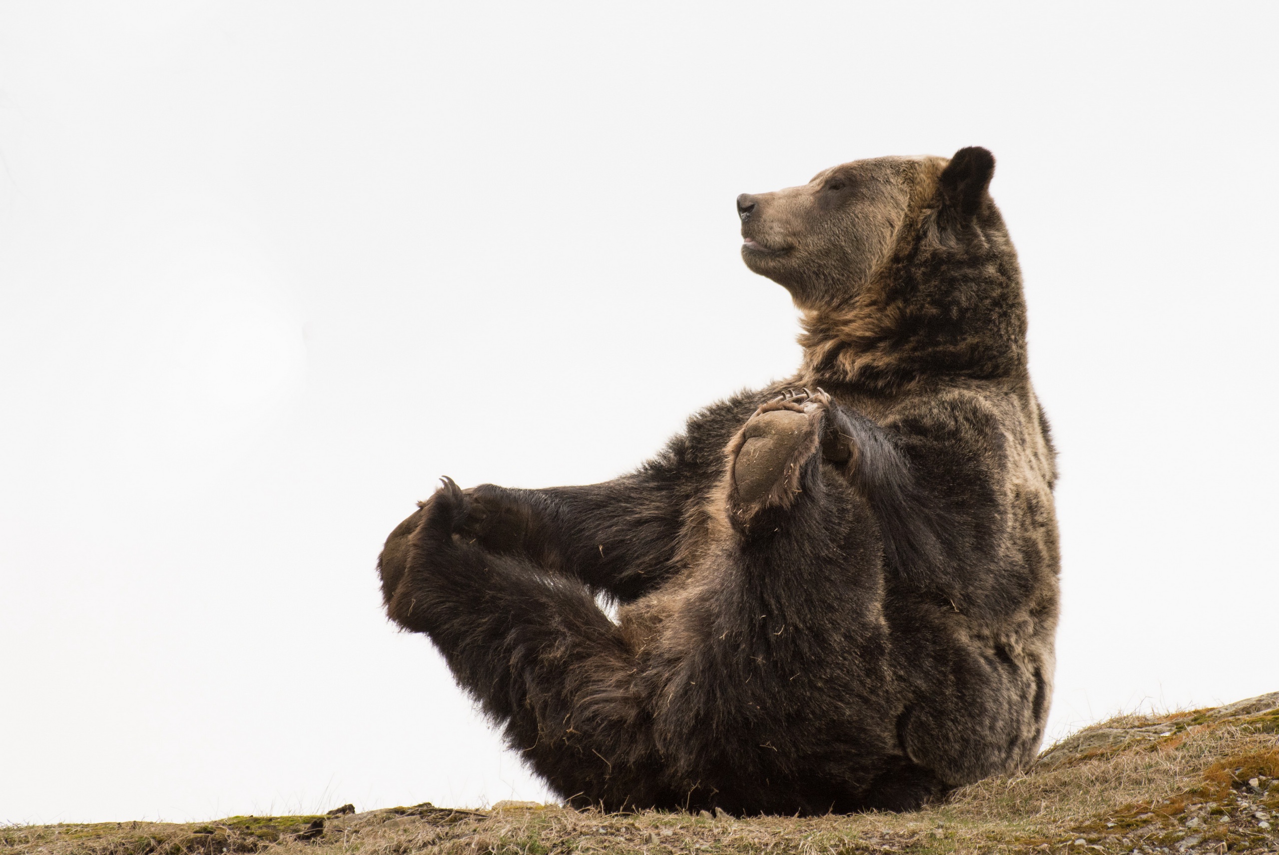 Скачати мобільні шпалери Ведмеді, Ведмідь, Тварина безкоштовно.