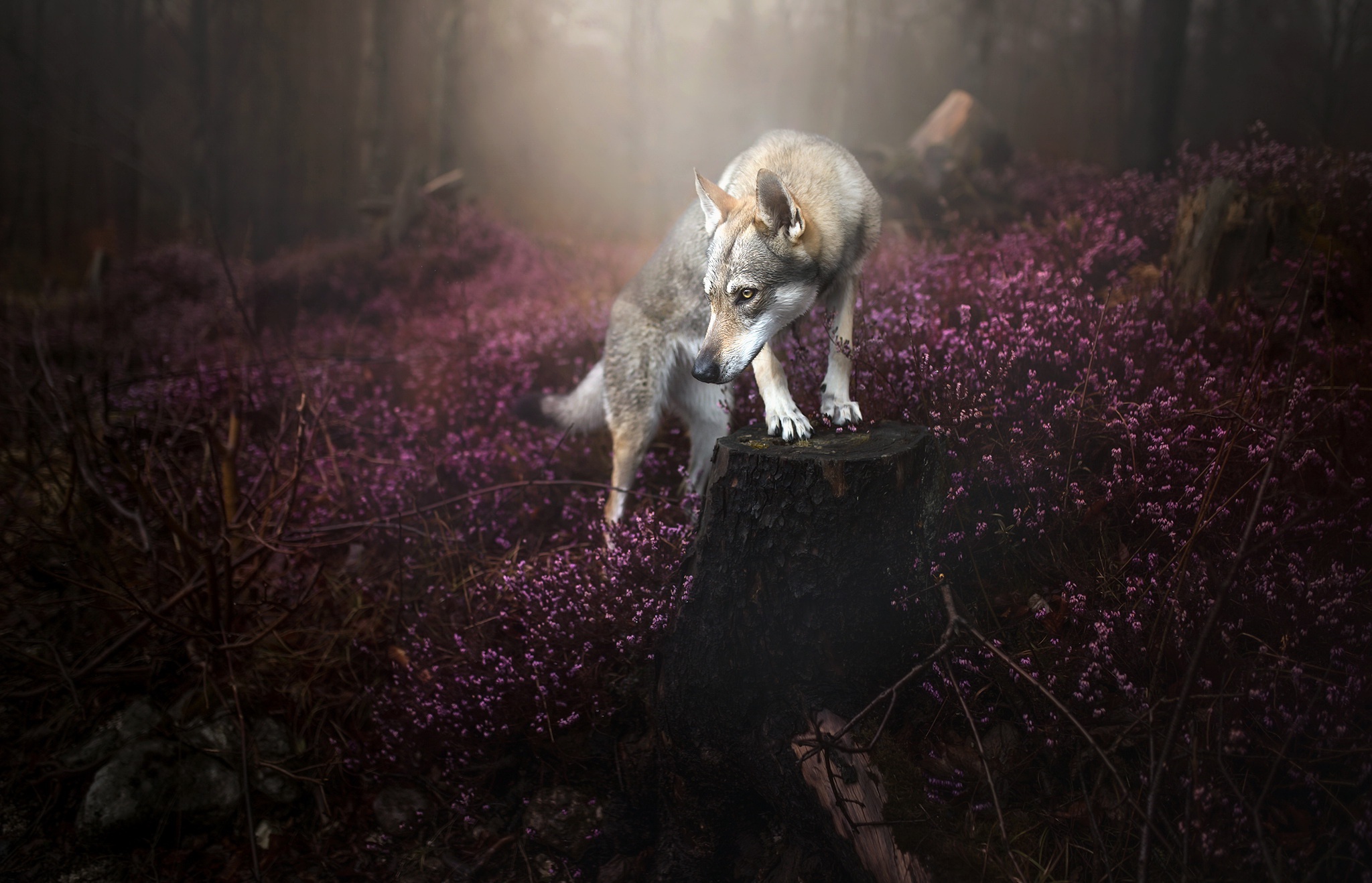 412358 Hintergrundbild herunterladen tiere, wolfshund, hund, blume, nebel, natur, hunde - Bildschirmschoner und Bilder kostenlos