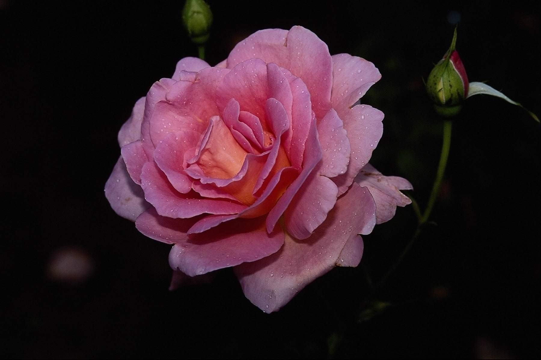 無料モバイル壁紙フラワーズ, 花, 薔薇, 地球, ピンクの花, ピンクのバラをダウンロードします。