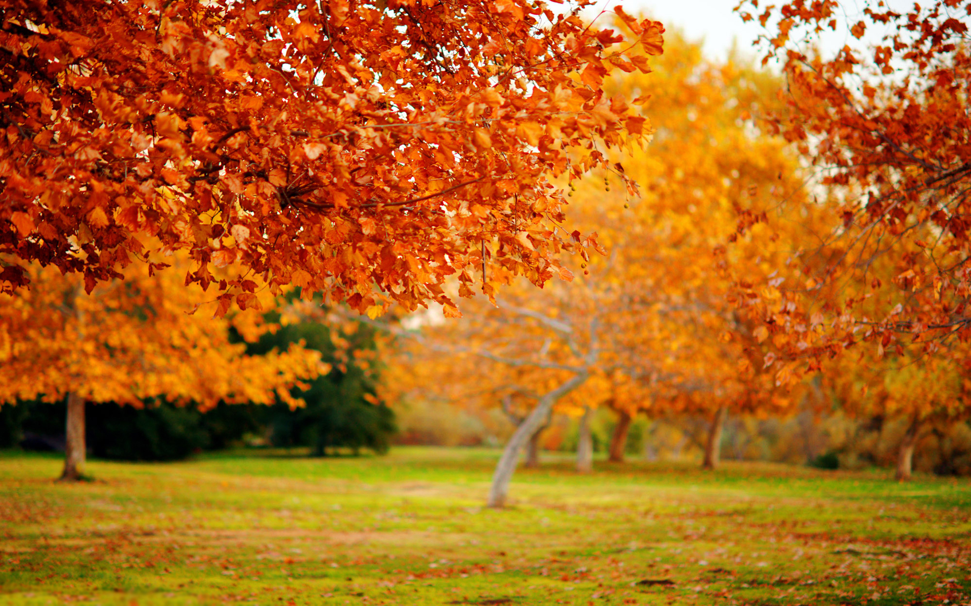 autumn, landscape, trees, leaves, orange HD wallpaper