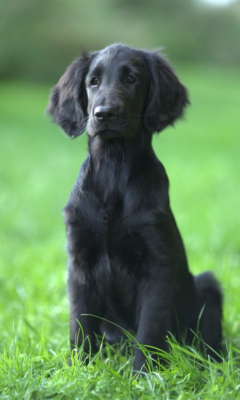 無料モバイル壁紙動物, 犬, 子犬, フラットコーテッド・レトリバーをダウンロードします。