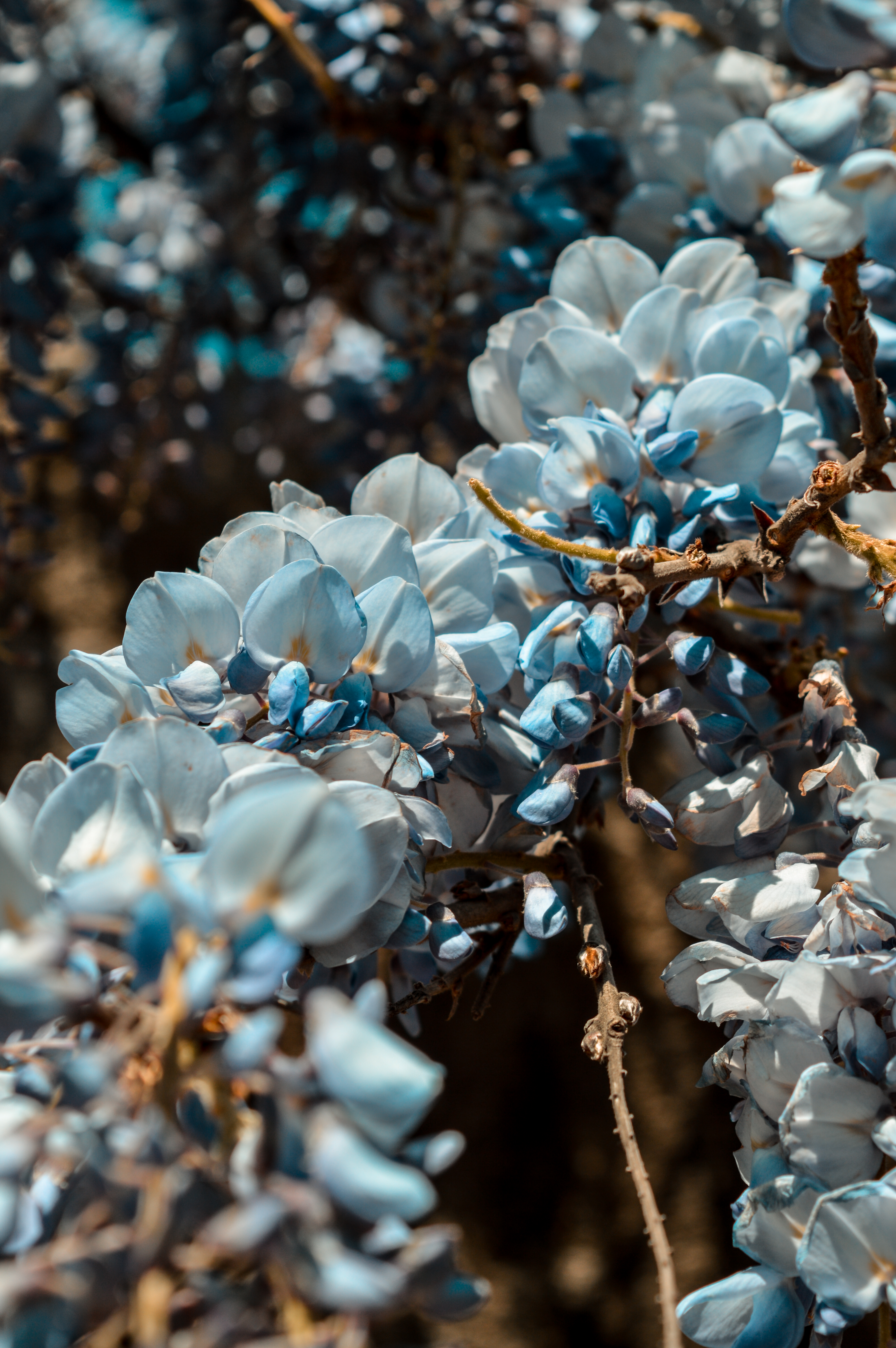 Скачать картинку Ветка, Растение, Макро, Синий, Цветы, Весна в телефон бесплатно.