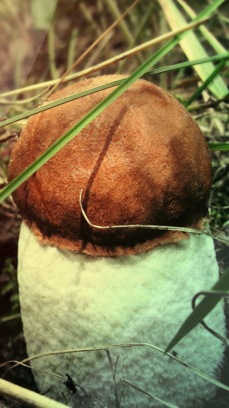 Download mobile wallpaper Earth, Mushroom for free.