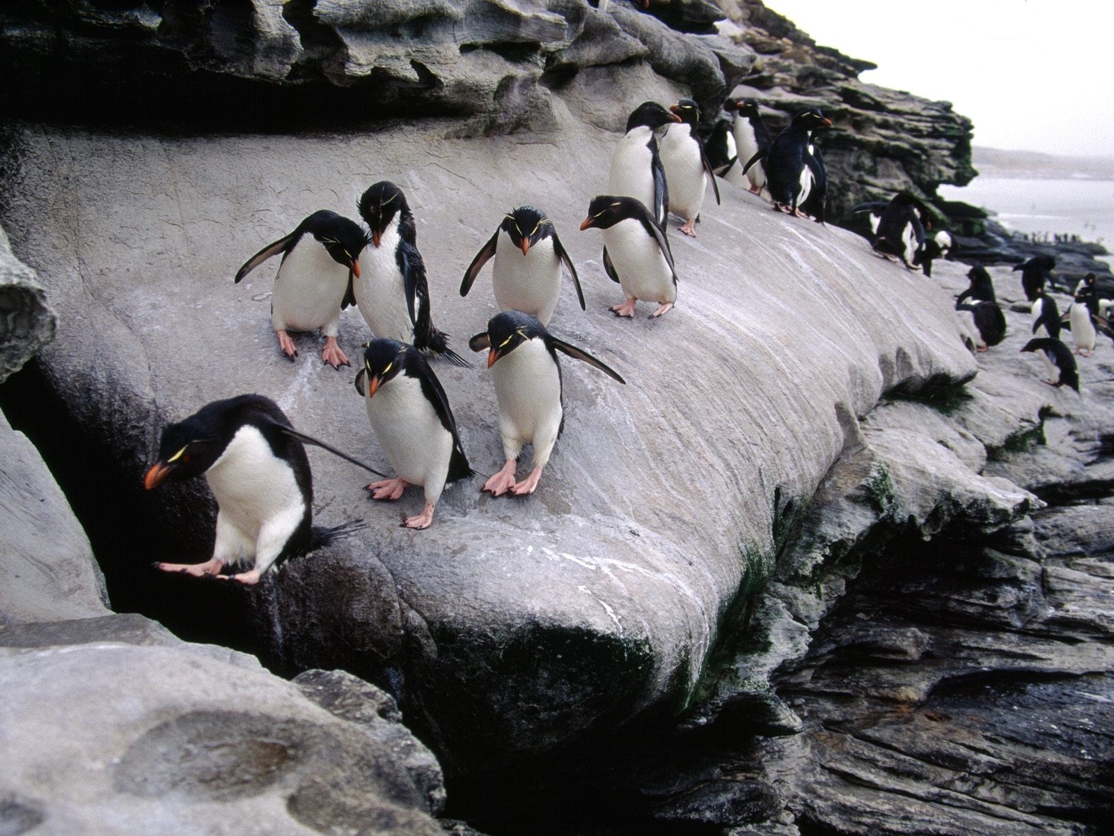 pinguins, animals, gray HD wallpaper