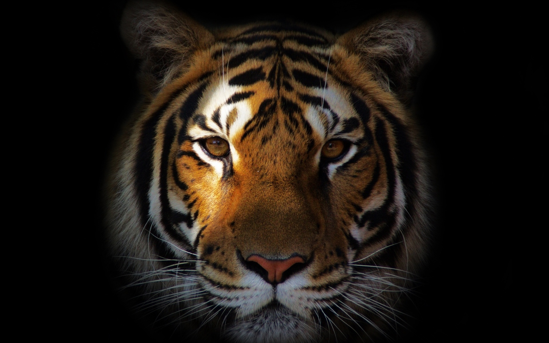 Baixe gratuitamente a imagem Gatos, Animais, Tigre na área de trabalho do seu PC