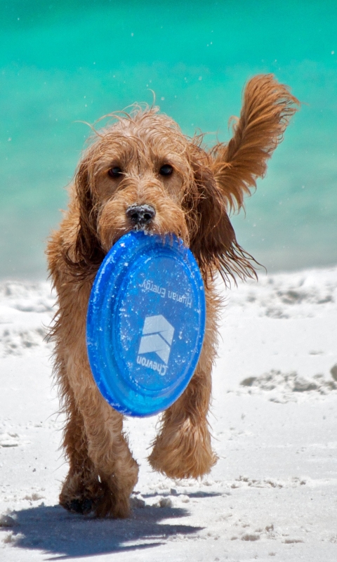 Handy-Wallpaper Tiere, Hunde, Hund kostenlos herunterladen.