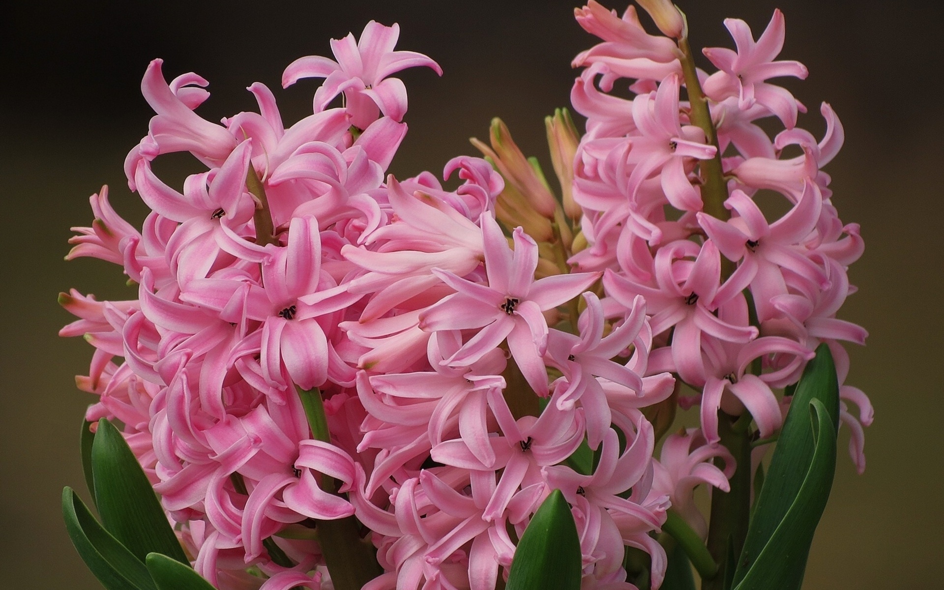 Download mobile wallpaper Hyacinth, Flowers, Flower, Earth for free.