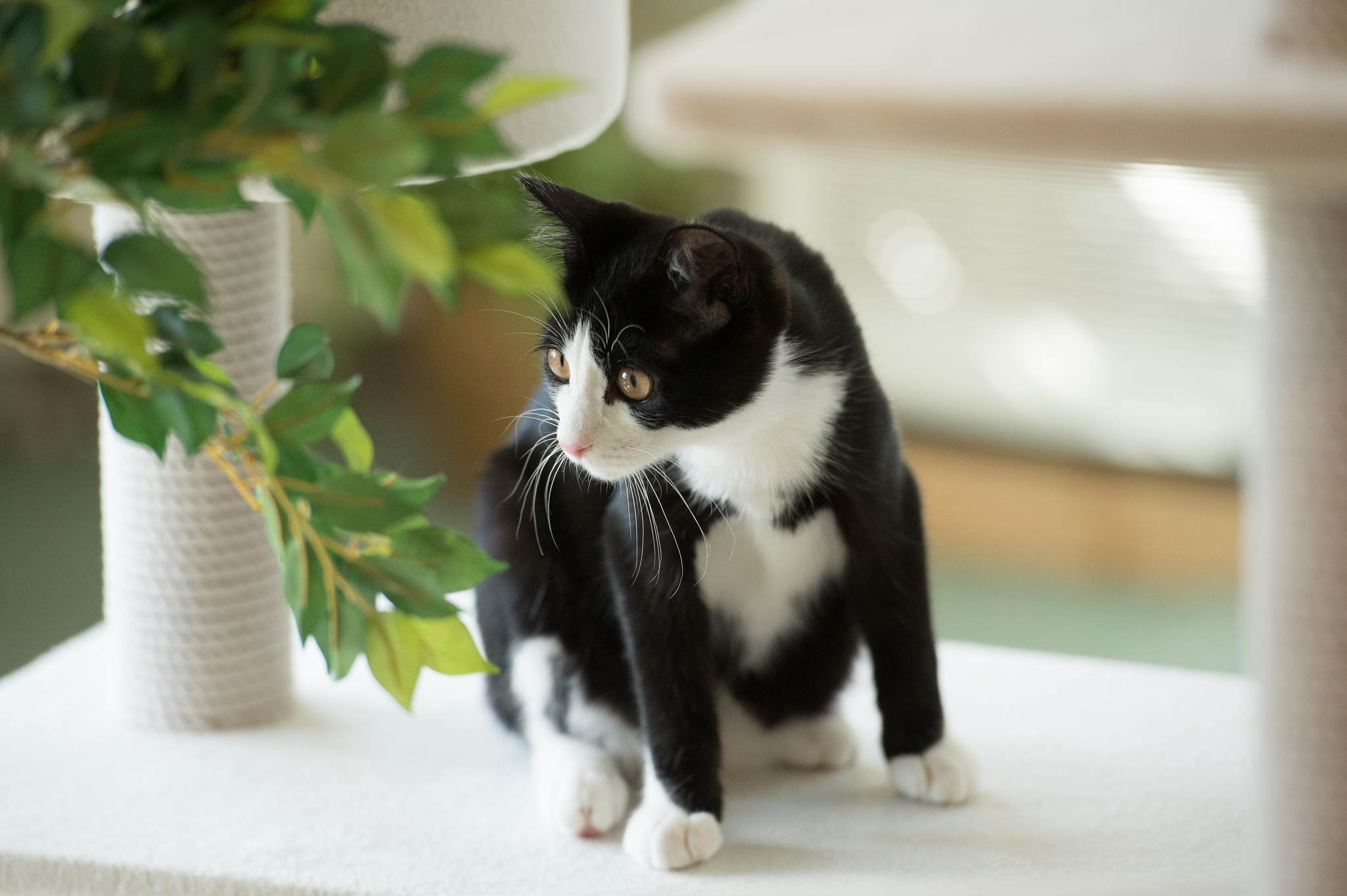 Baixe gratuitamente a imagem Animais, Gatos, Gato na área de trabalho do seu PC