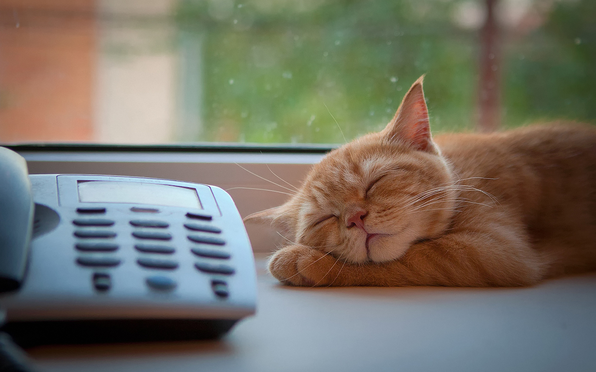 PCデスクトップに動物, ネコ, 猫, 子猫, 可愛い画像を無料でダウンロード